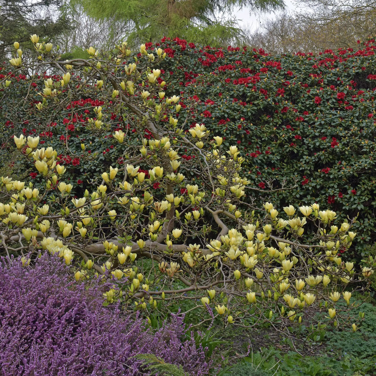 Magnolia 'Elizabeth'