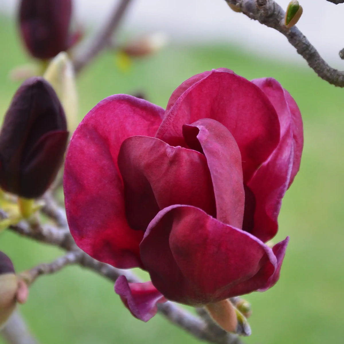 Magnolia 'Genie'