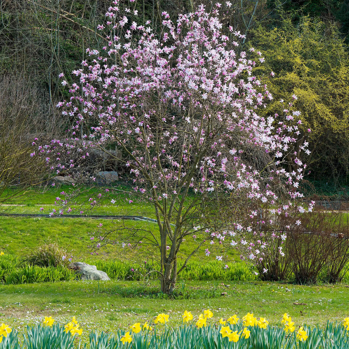 Magnolia 'Leonard Messel'