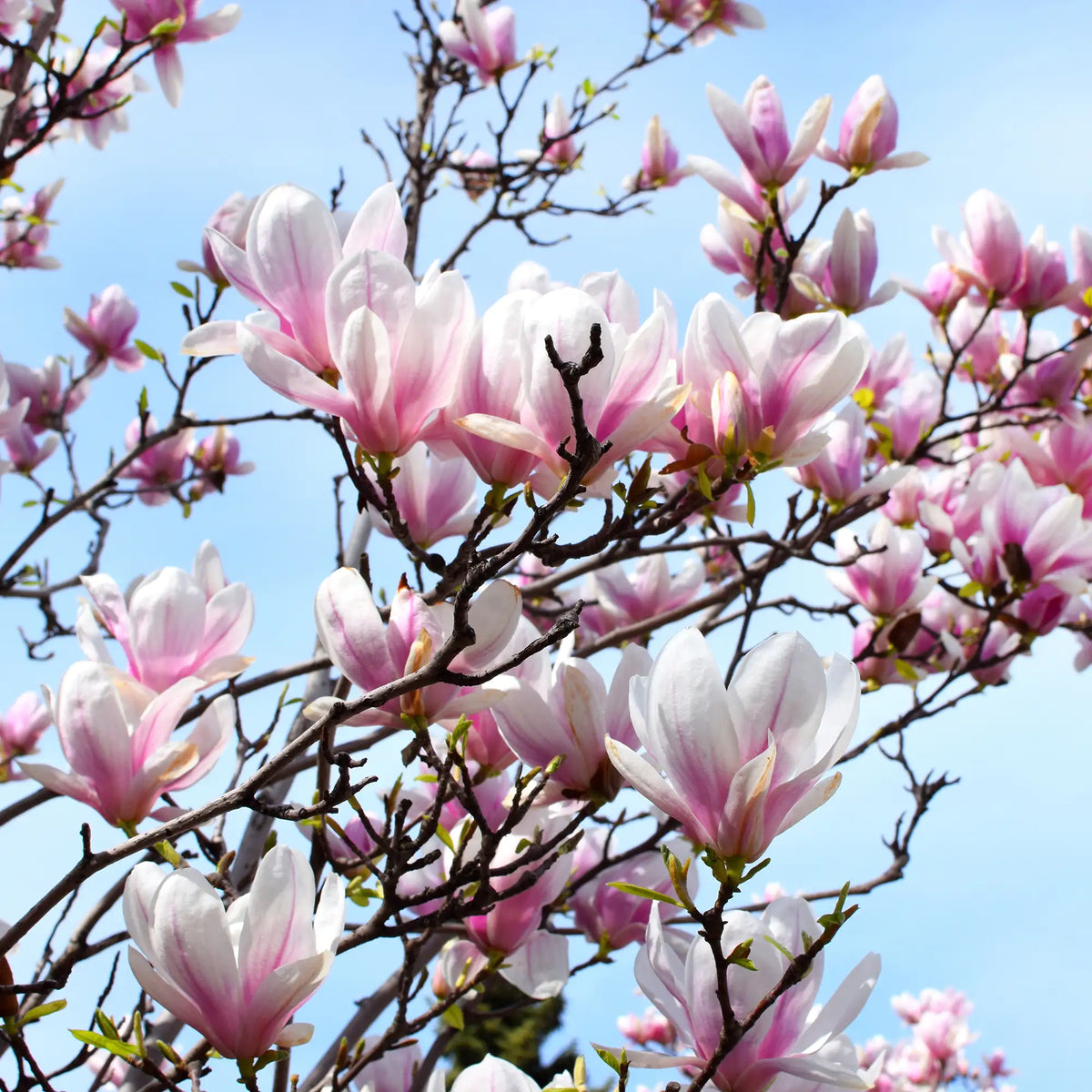 Magnolia 'Saucer'