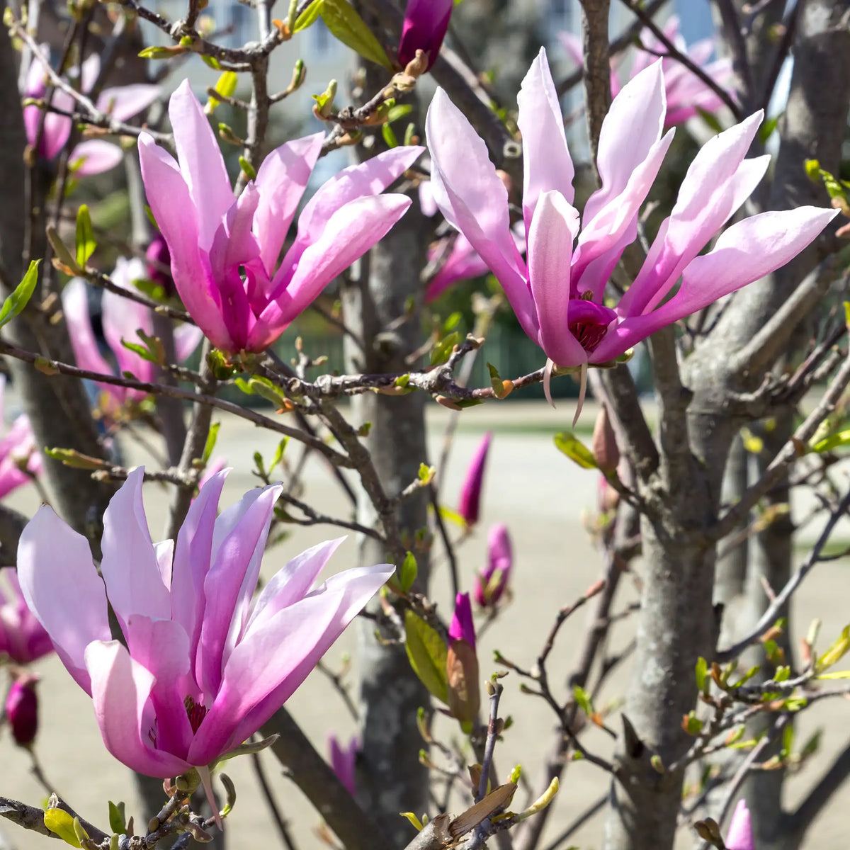 Magnolia 'Susan'