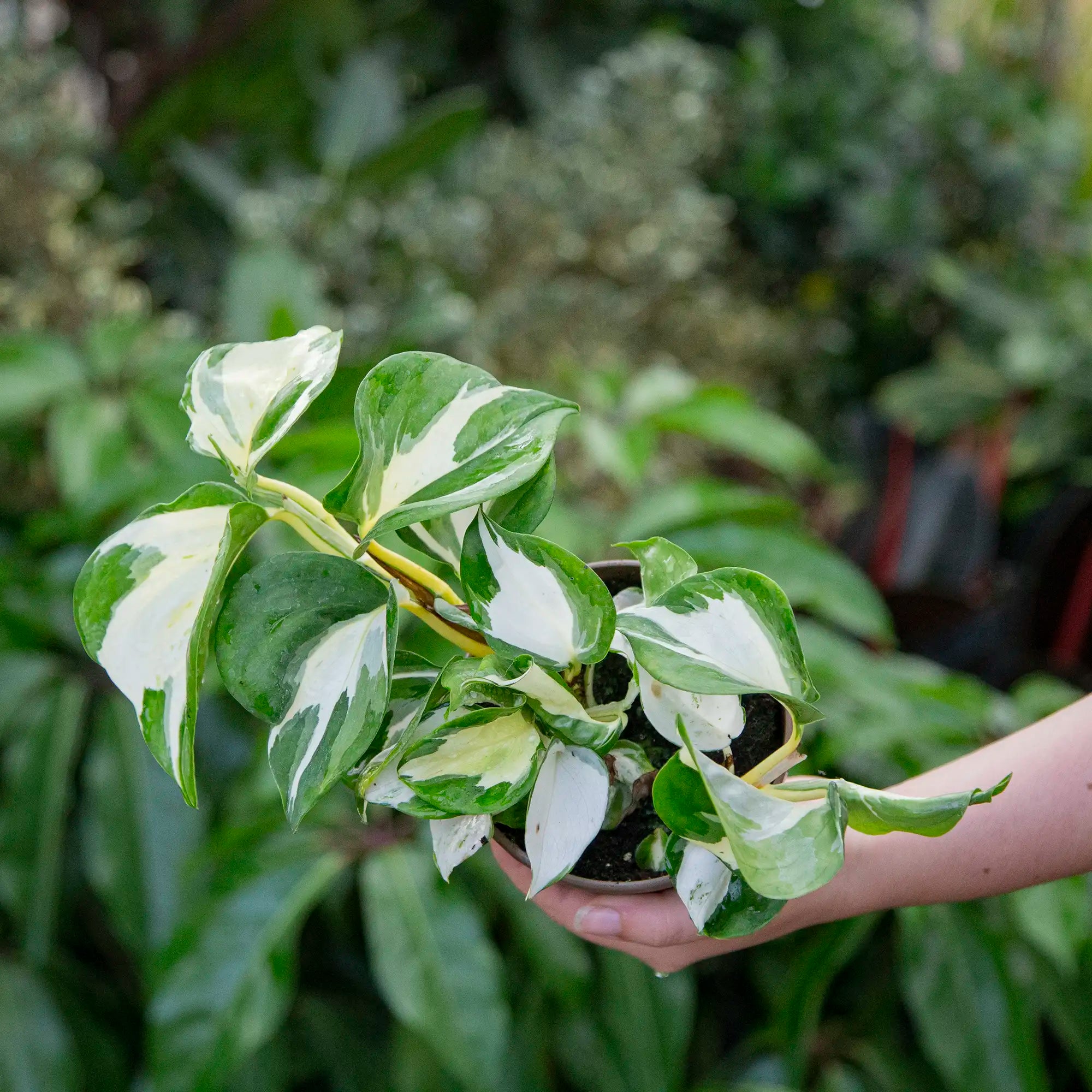Person holding a potted Manjula Pothos with green and white leaves in a greenhouse