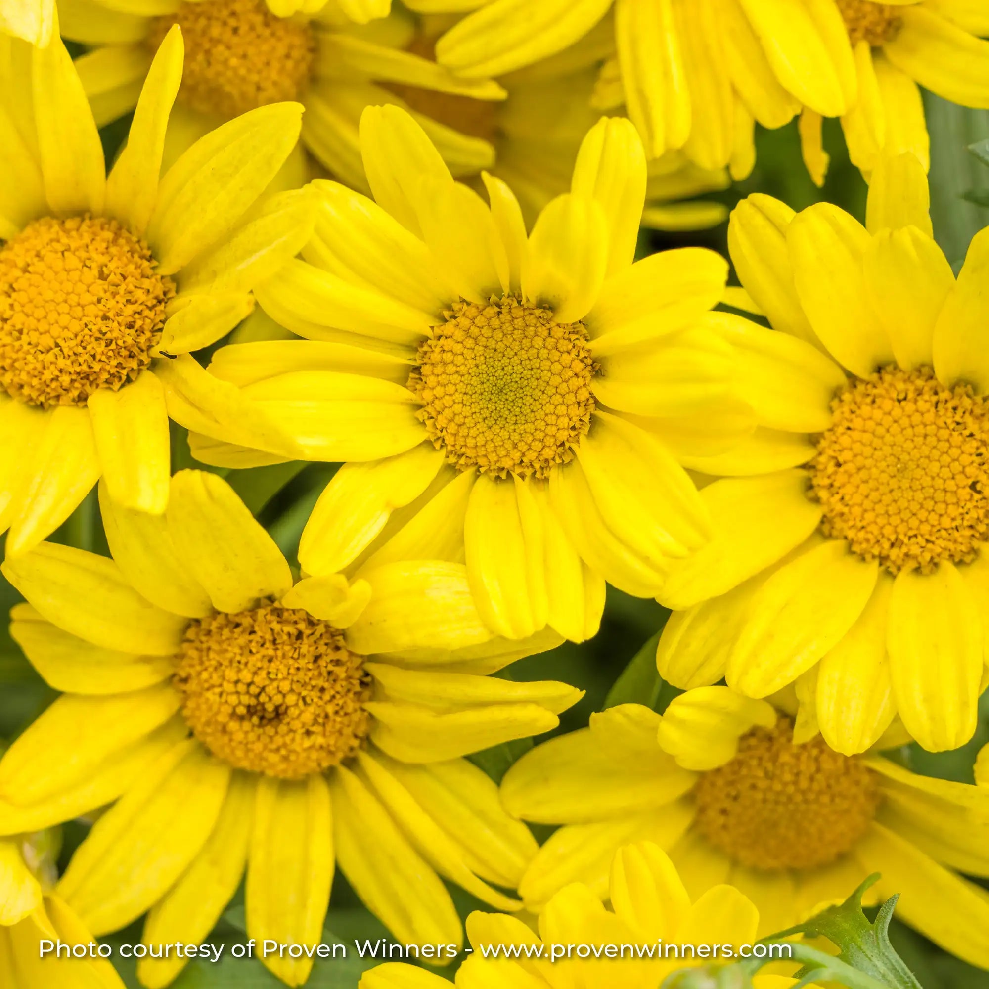 Marguerite Daisy 'Golden Butterfly®'