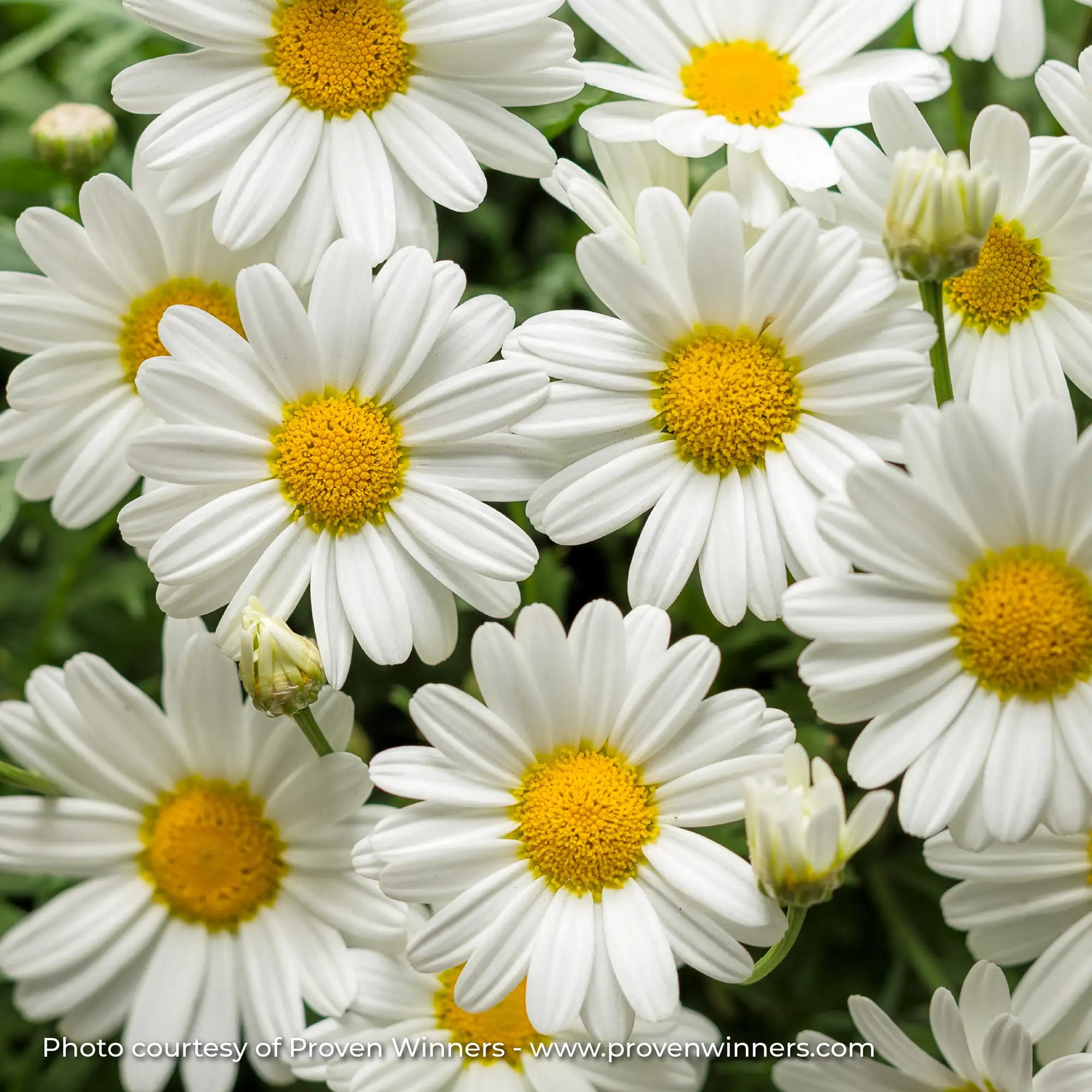 Marguerite Daisy 'Pure White Butterfly®'