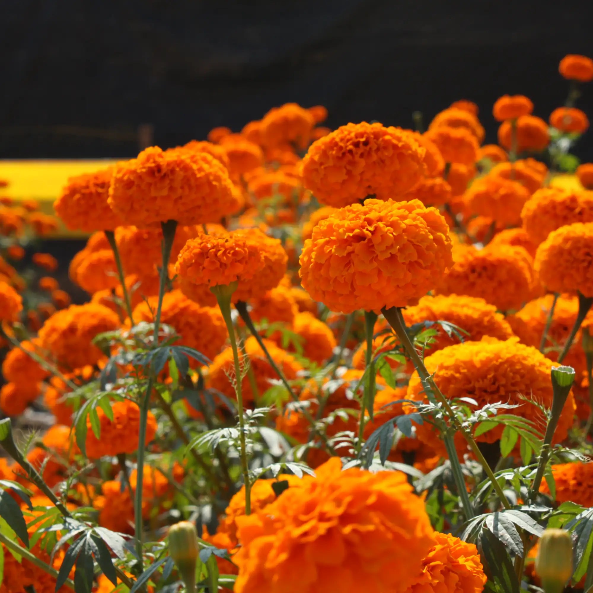 Marigold African 'Chedi® Orange'
