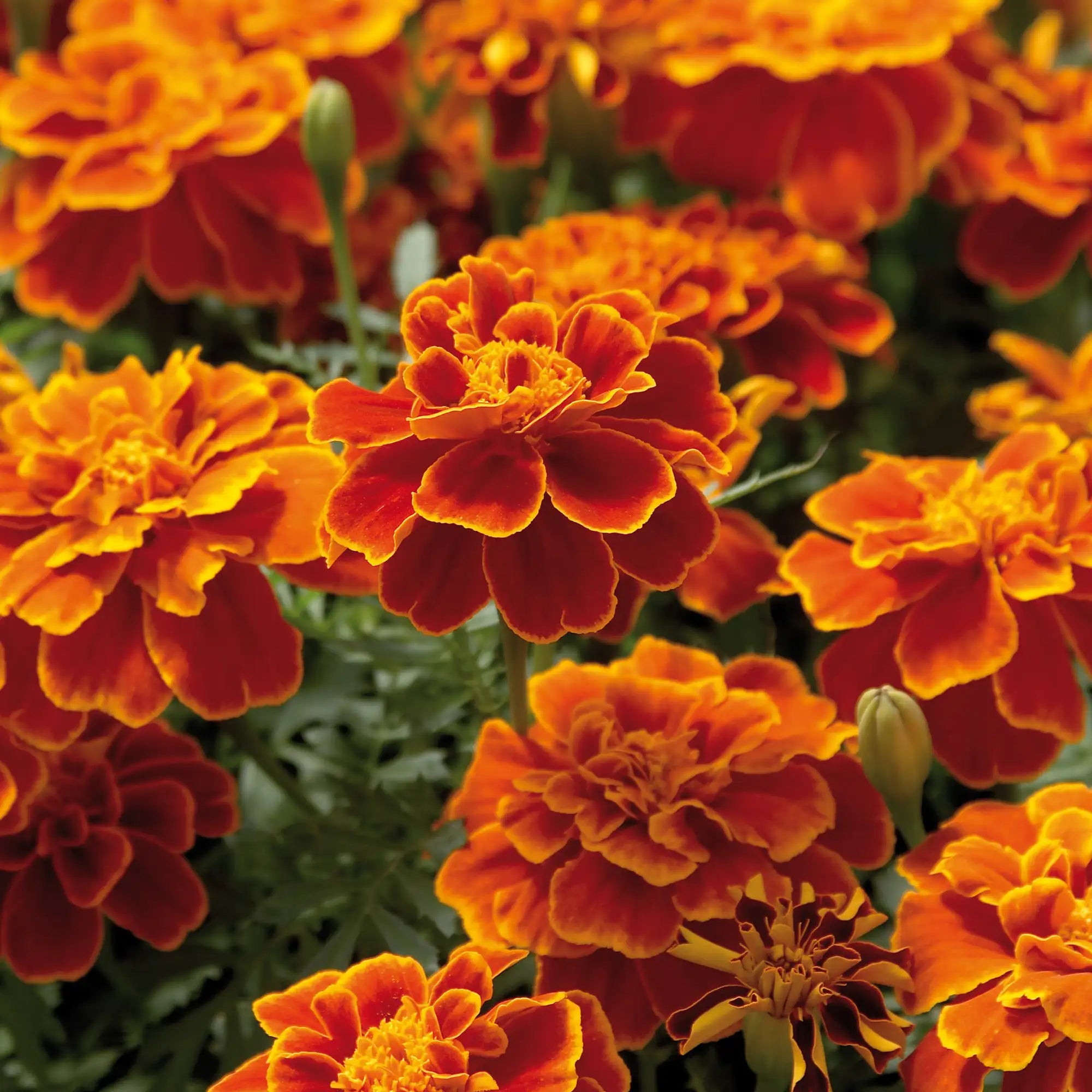 Marigold French 'Safari Scarlet'
