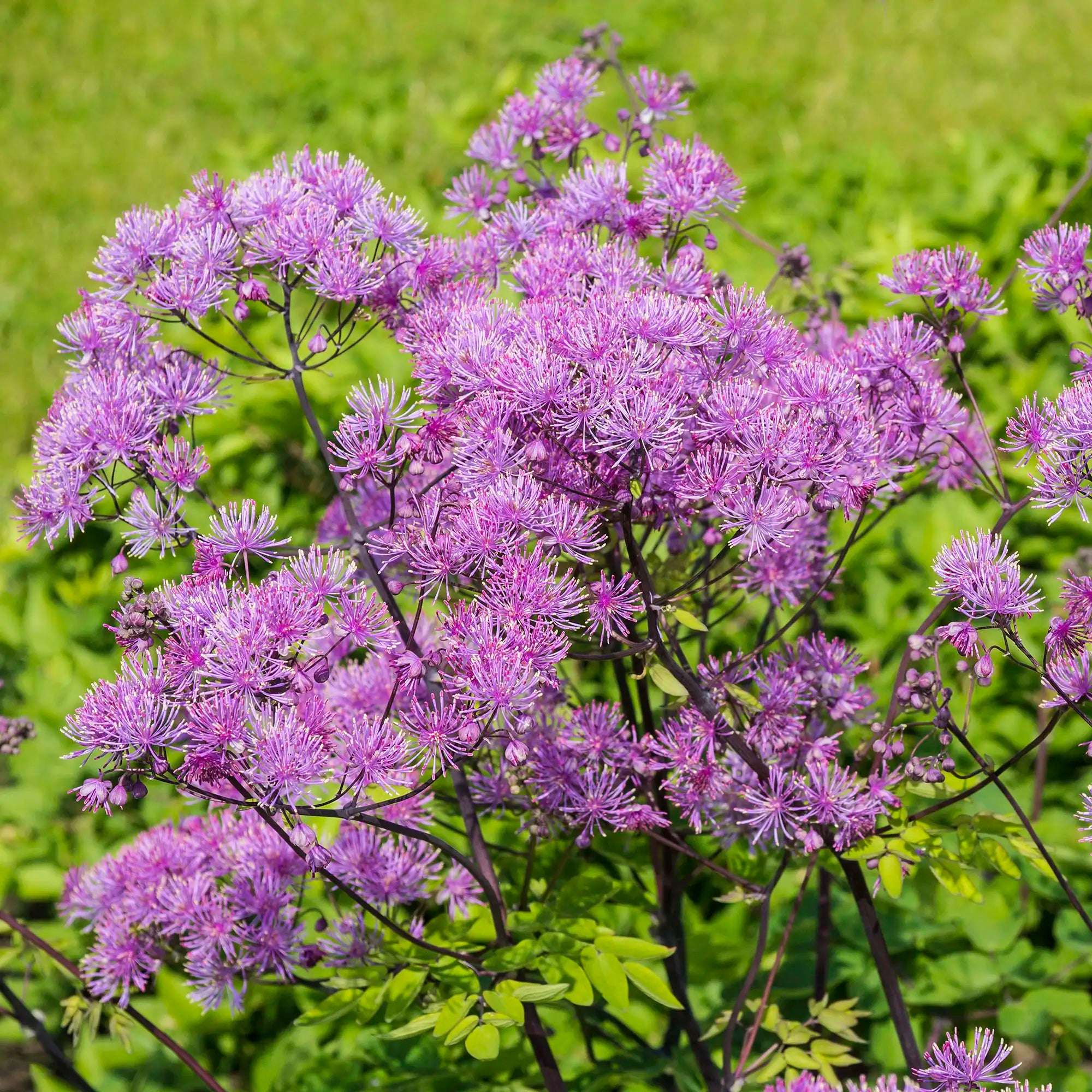 Close-up of Pink Meadow Rue flowers.
