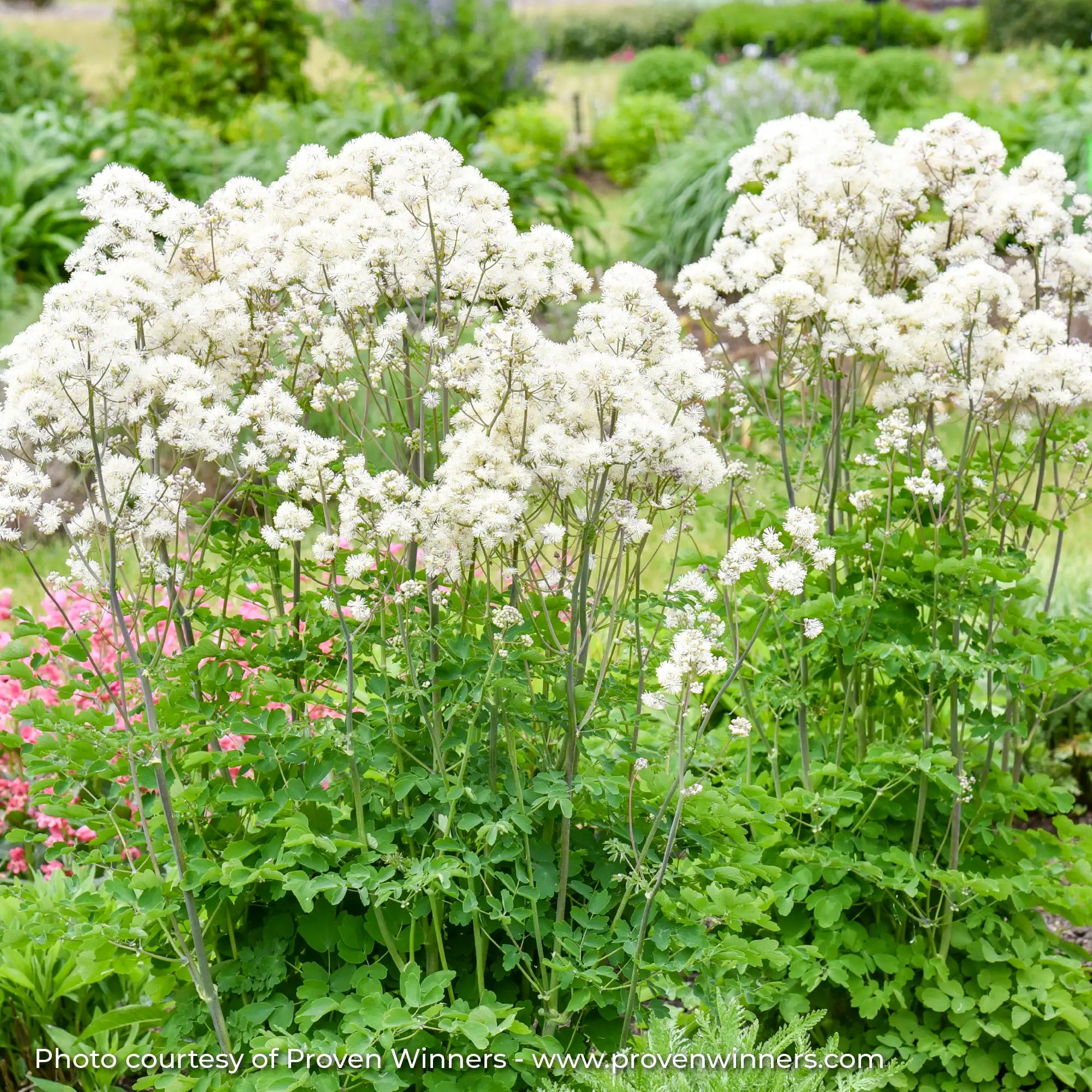 White flowering Meadow Rue in a garden