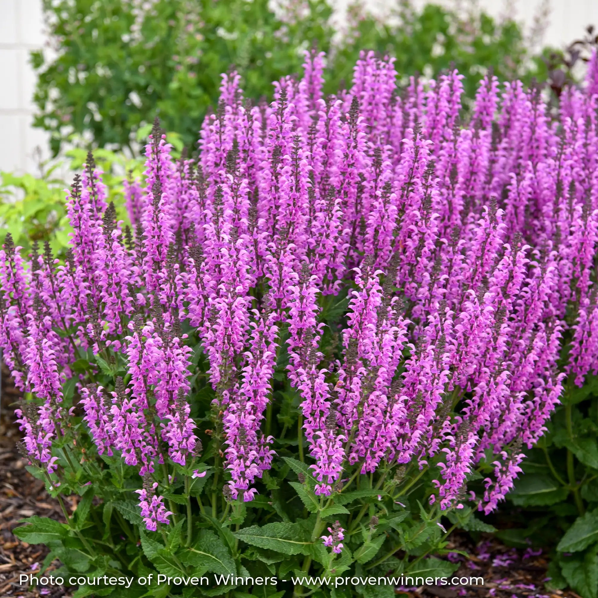 Meadow Sage Color Spires® 'Back to the Fuchsia'