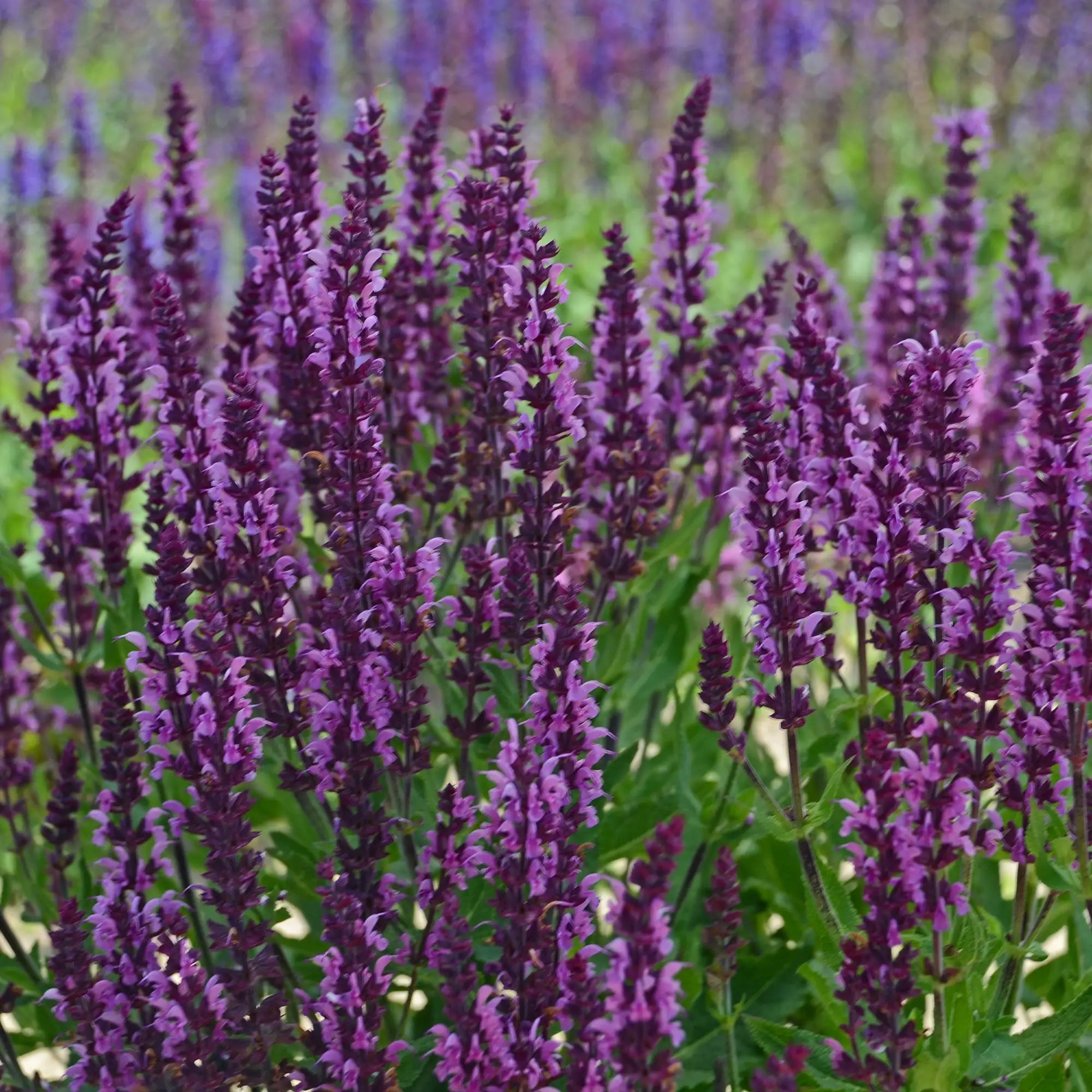Meadow Sage 'Bumbleberry'