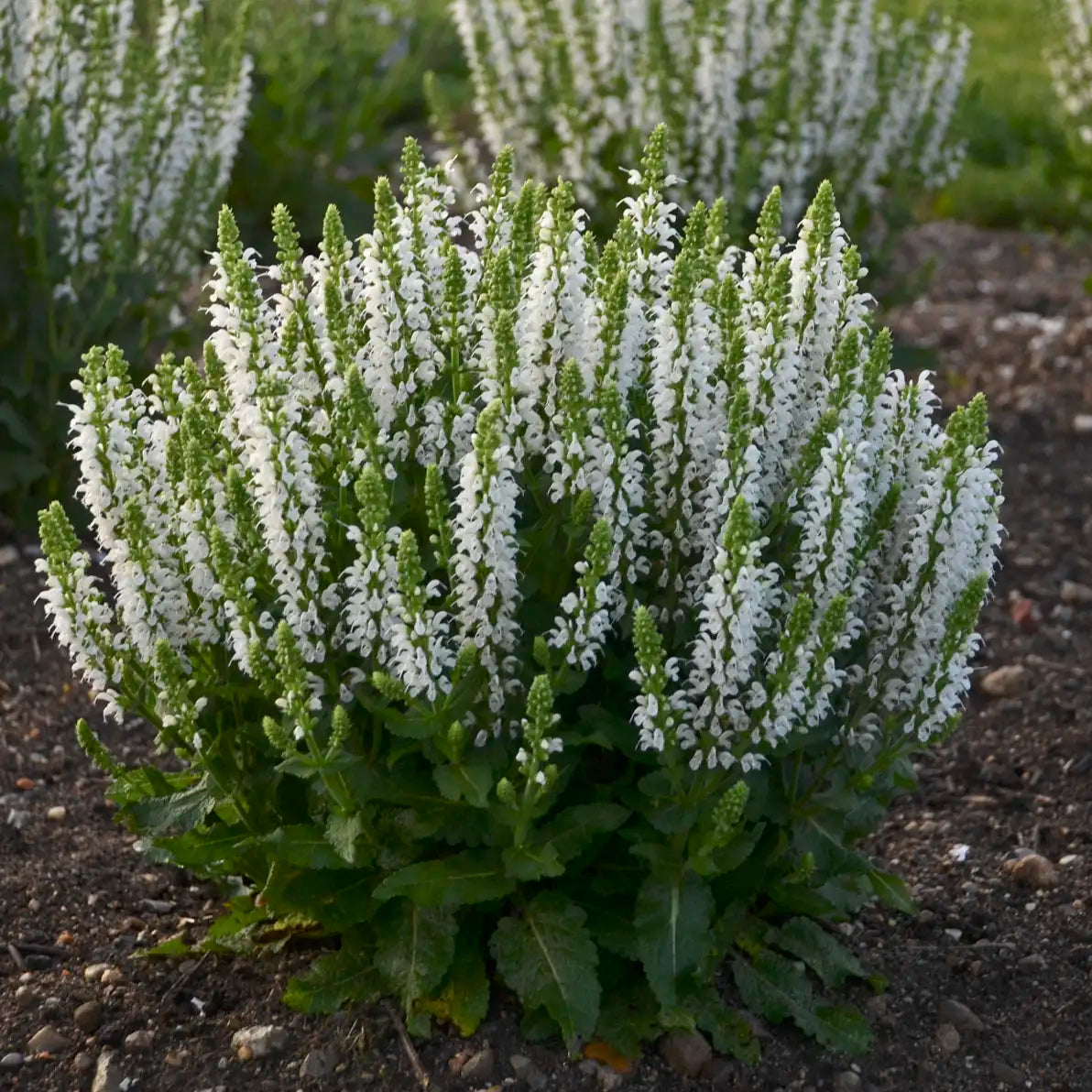 Meadow Sage 'Bumblesnow'
