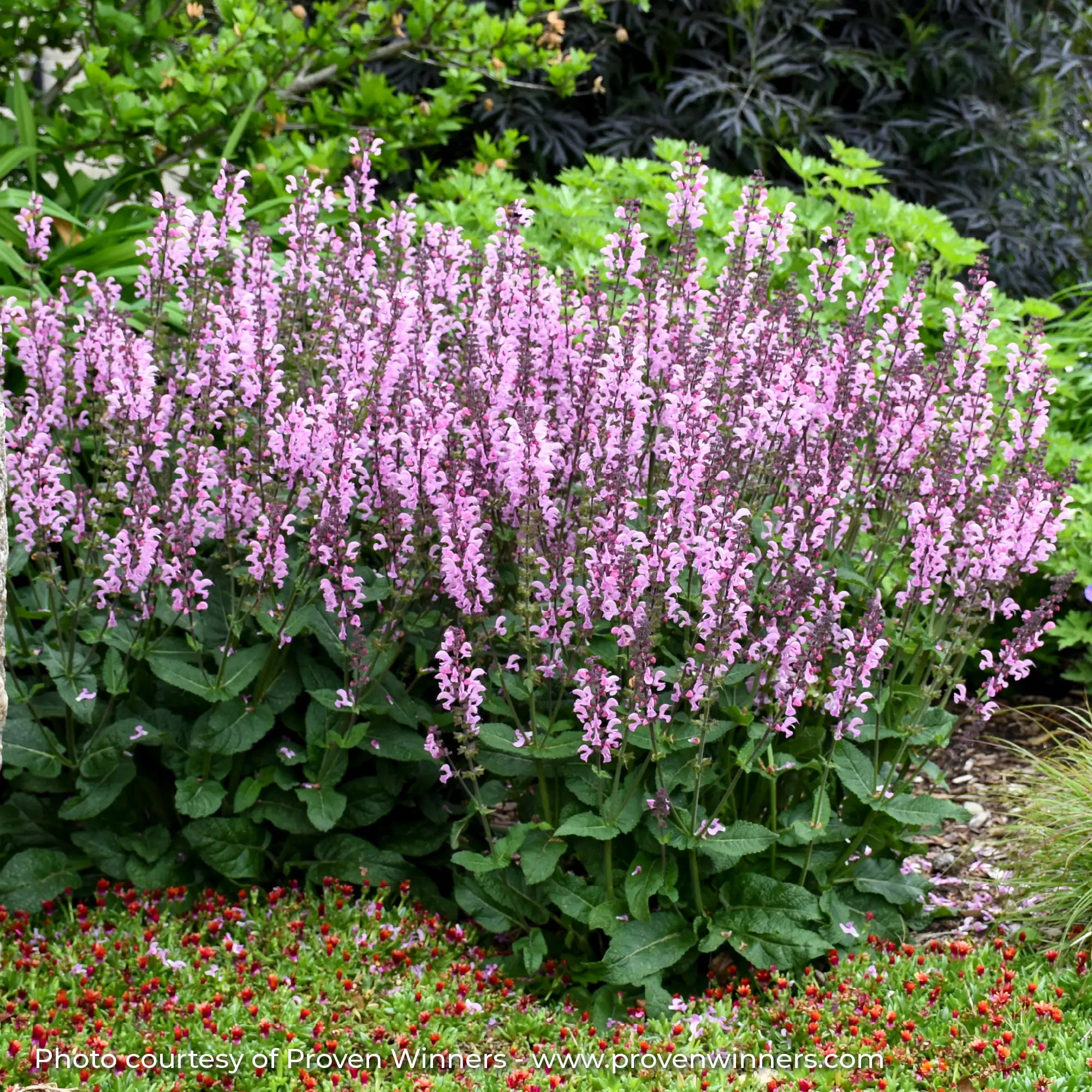 Meadow Sage Color Spires® 'Pink Dawn'