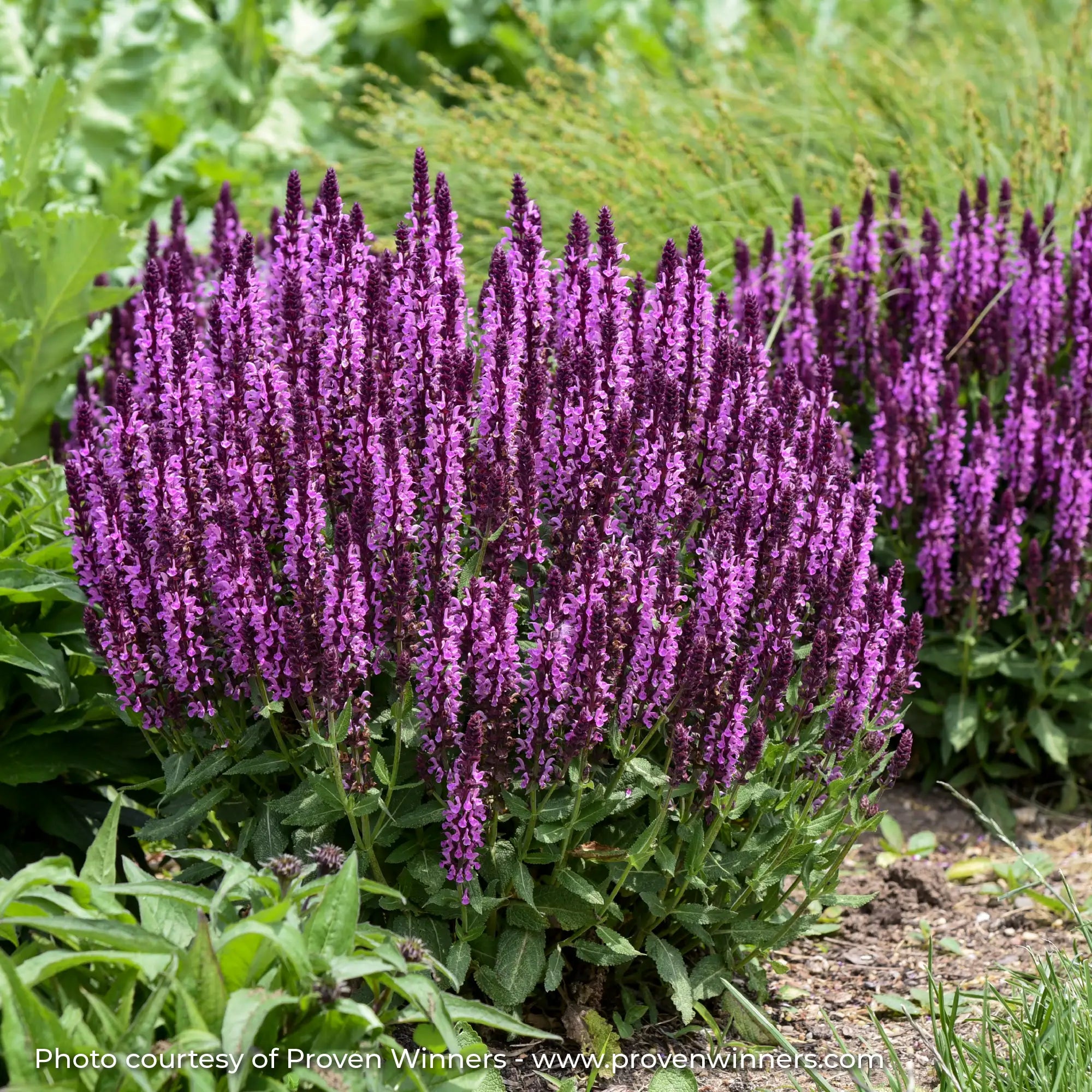 Meadow Sage 'Pink Profusion'
