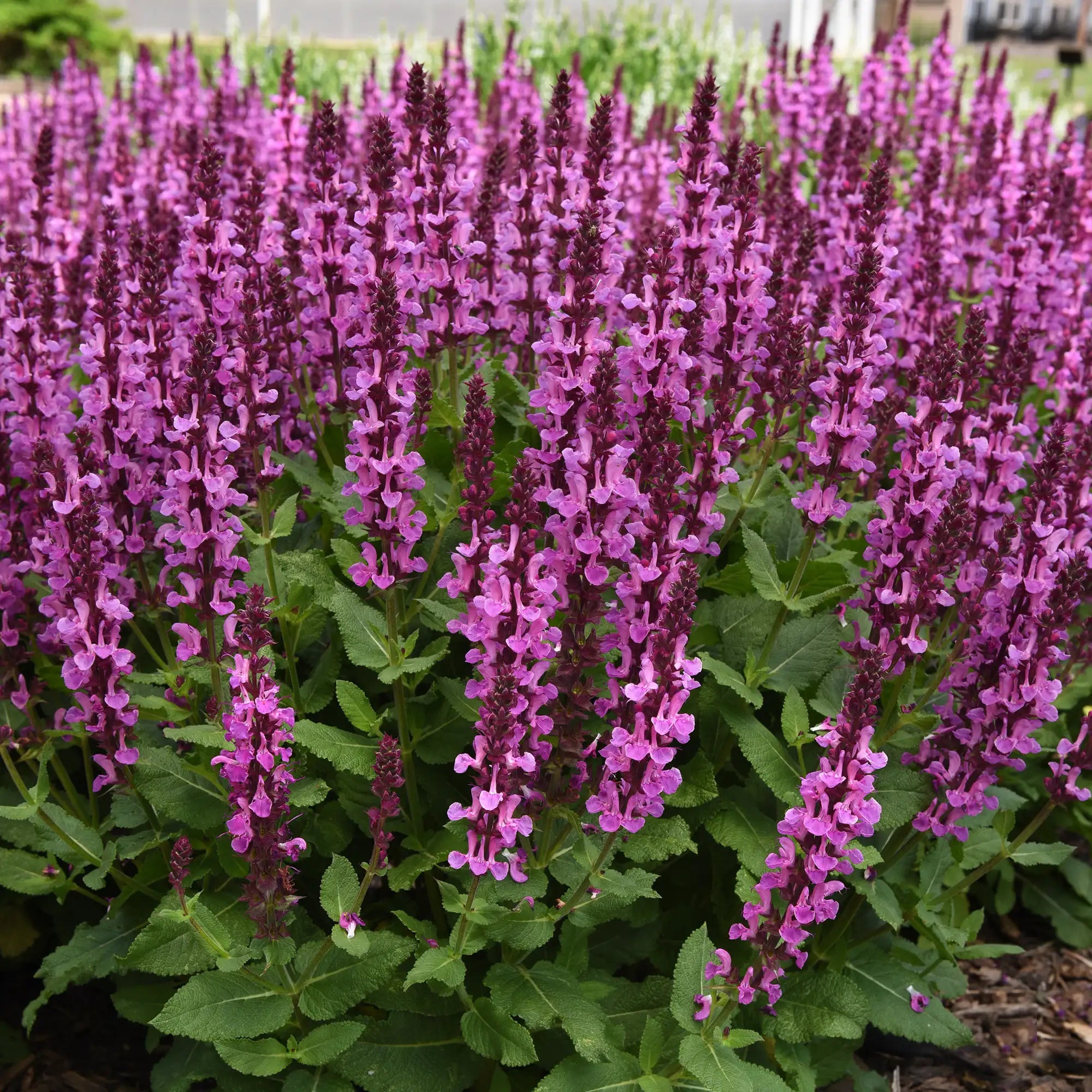 Meadow Sage 'Rose Marvel'
