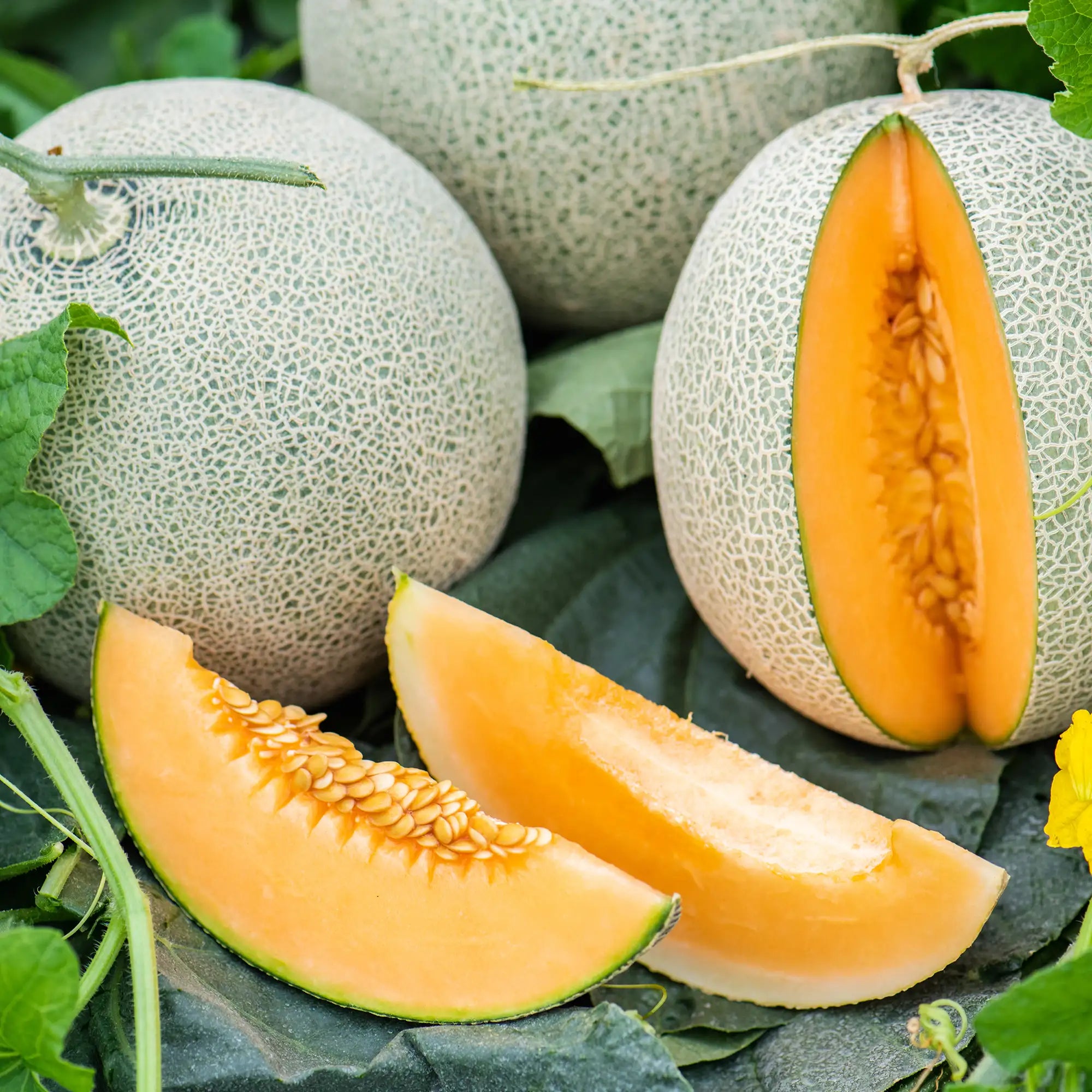 Whole and sliced cantaloupe with green leaves in the garden