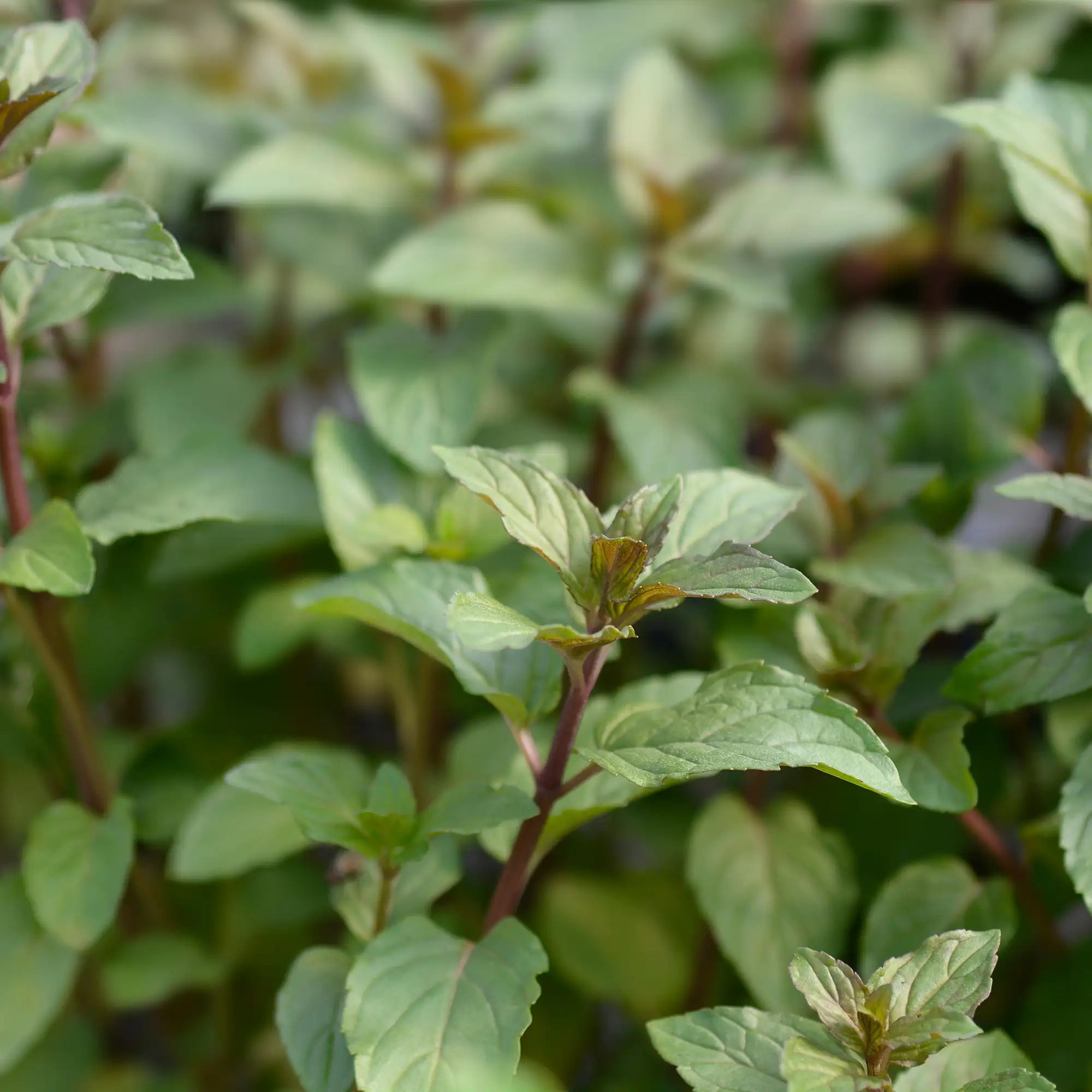 Close-up of chocolate mint leaves with dark brown stems and green leaves on a blurred background