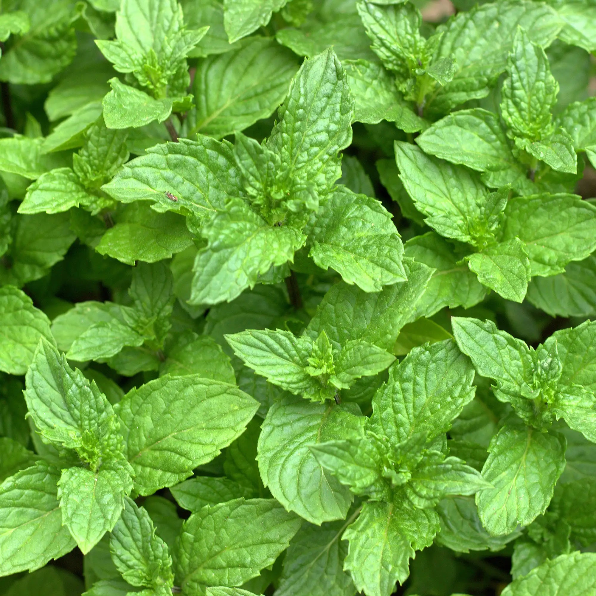 Close-up of a mojito mint plant with green leaves