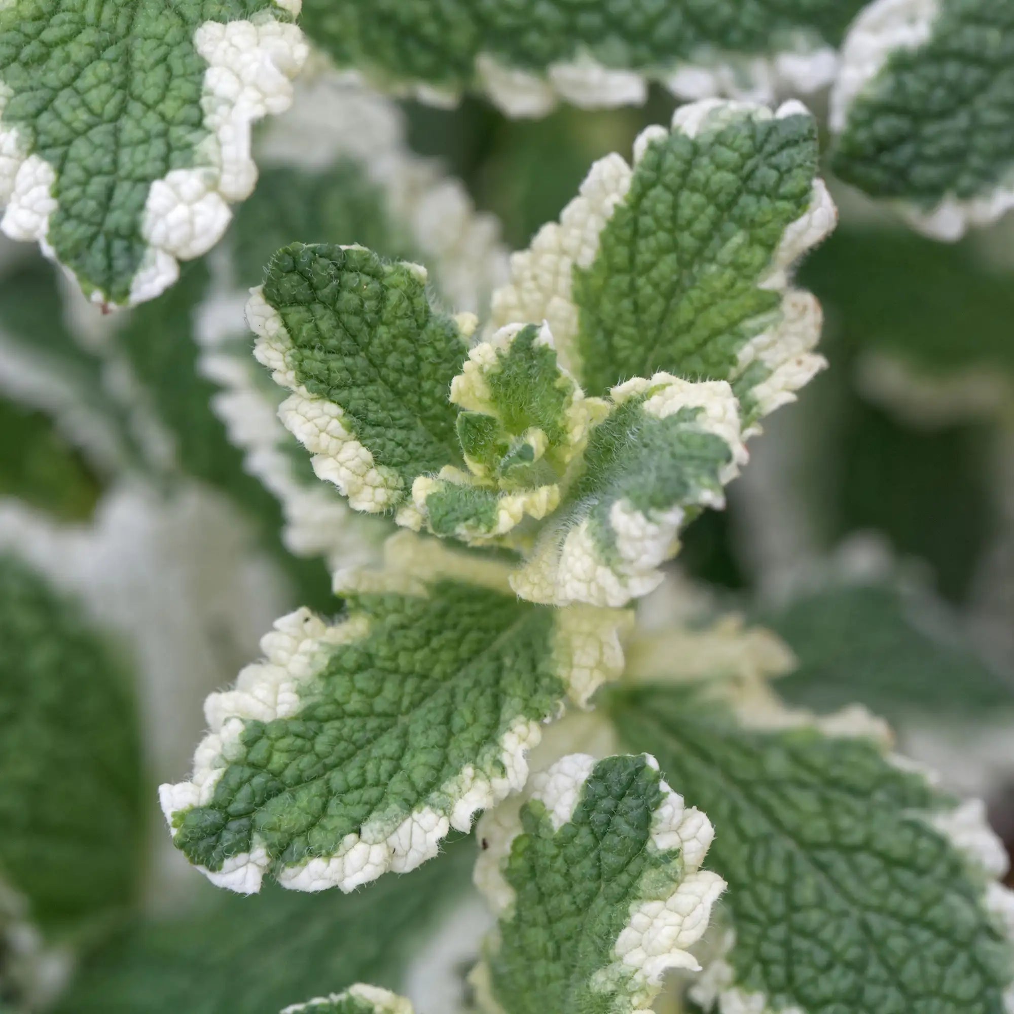 Close-up of variegated pineapple mint plant with green leaves with a white margin/outside edge