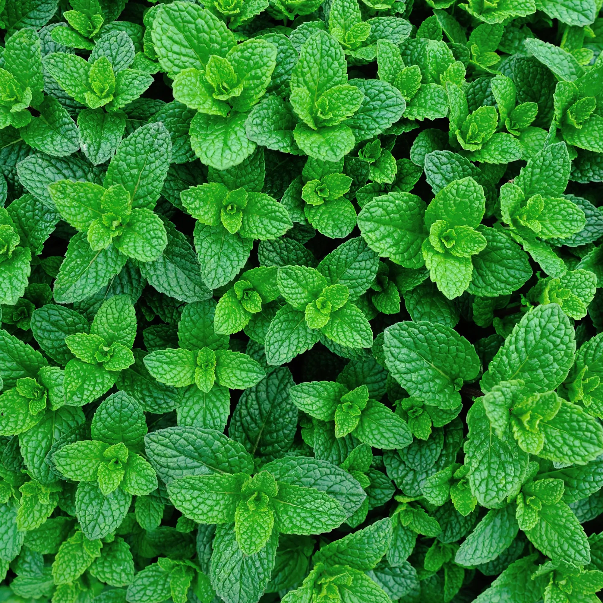 Close-up of a dense patch of green strawberry mint leaves