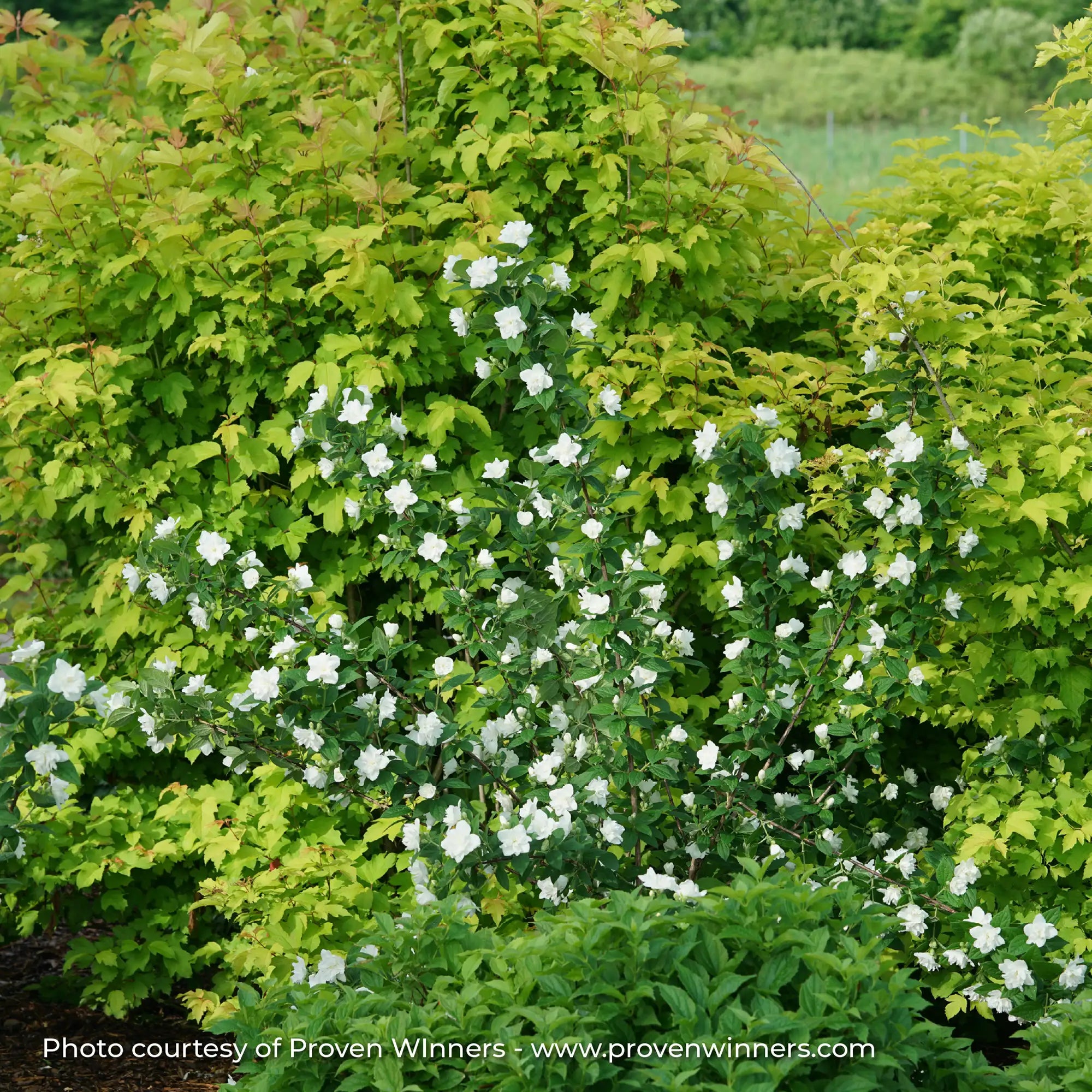 Mock Orange 'Illuminati Arch®'