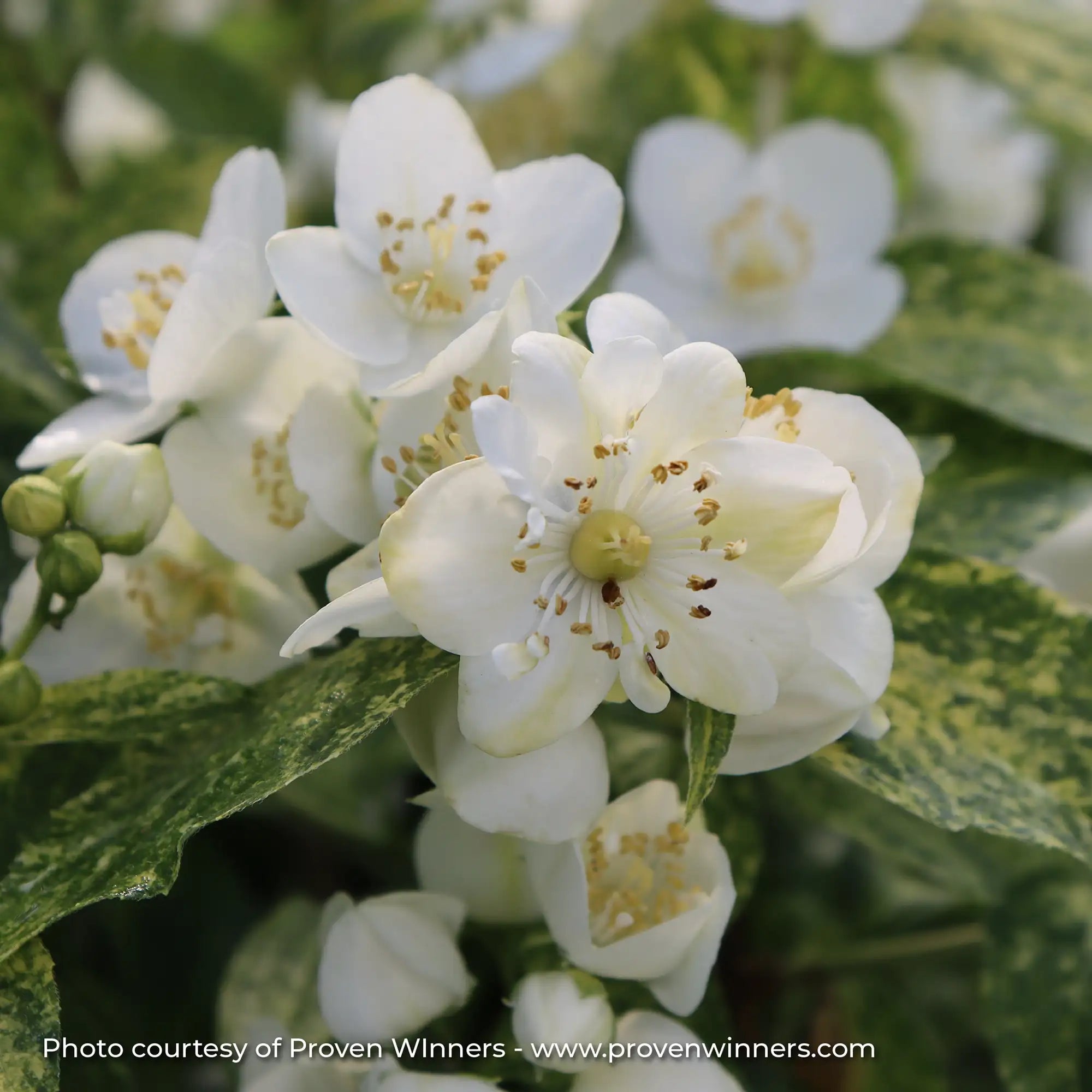 Mock Orange 'Illuminati Sparks™'