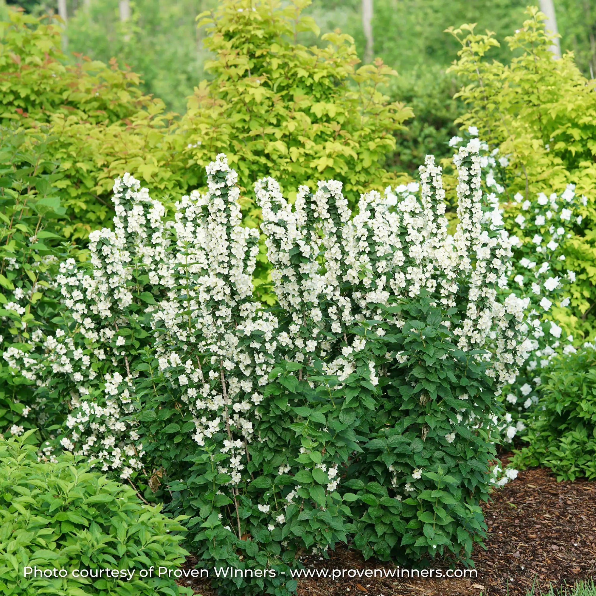 Mock Orange 'Illuminati Tower®'