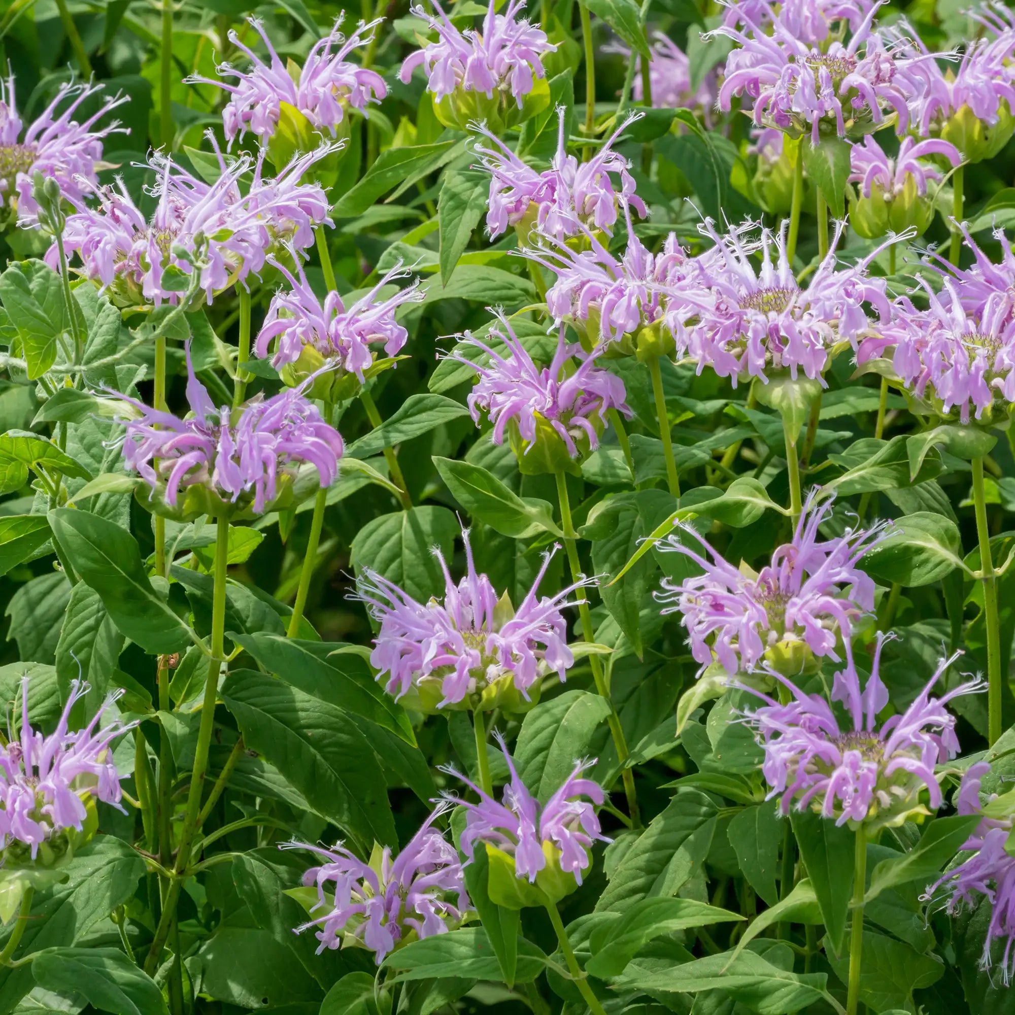 Bee Balm Wild Bergamont
