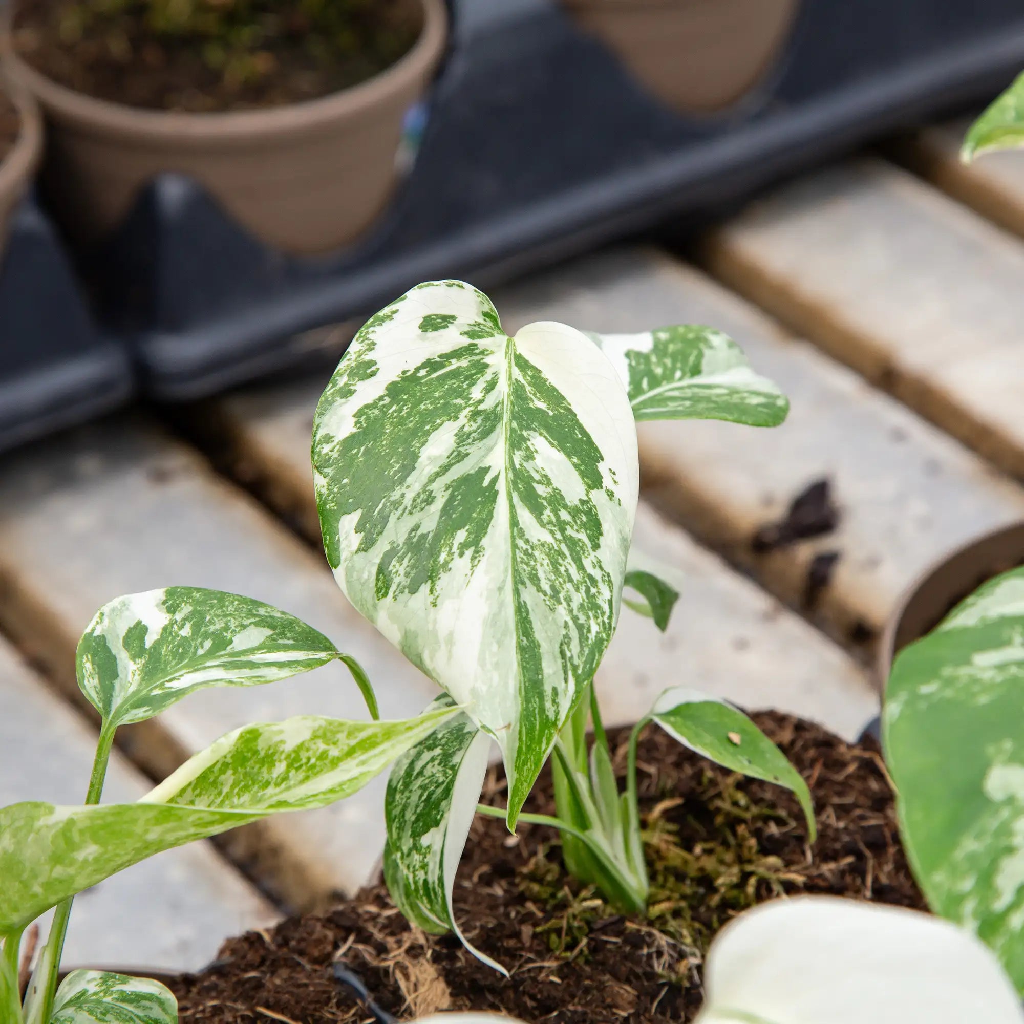 Monstera 'Albo Borsigiana'