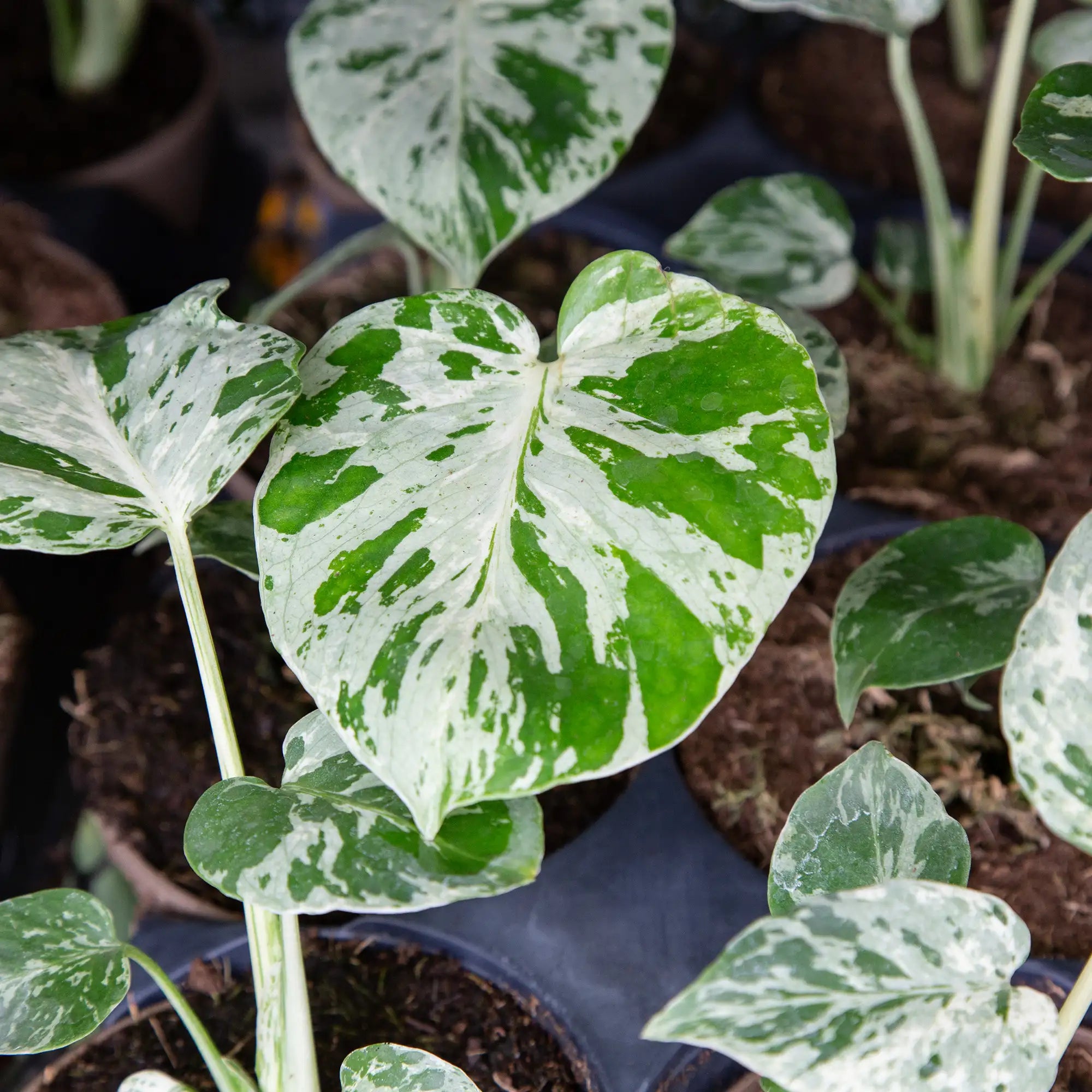 Monstera 'Bulbasaur'
