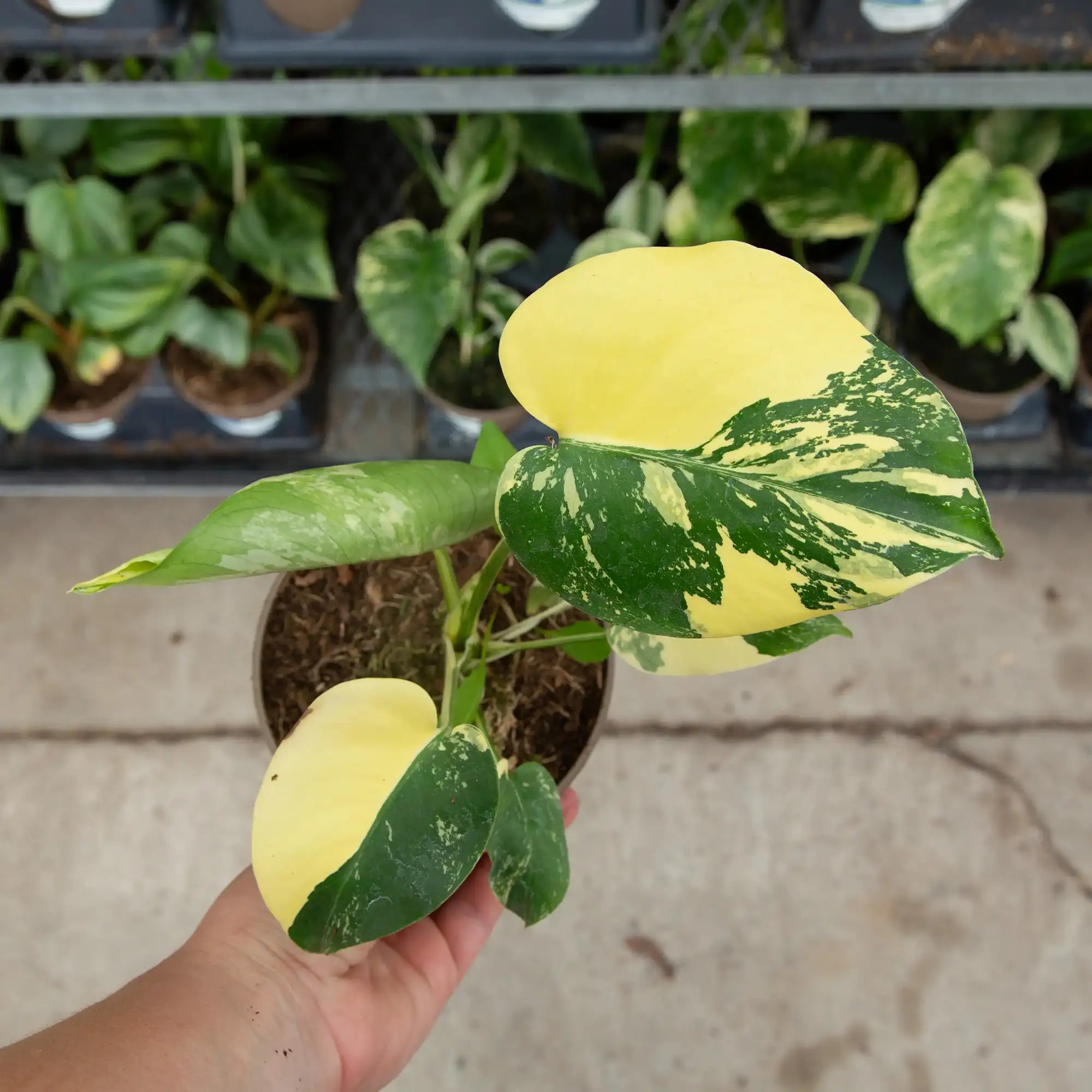 Monstera 'Lemon Pom Pom'