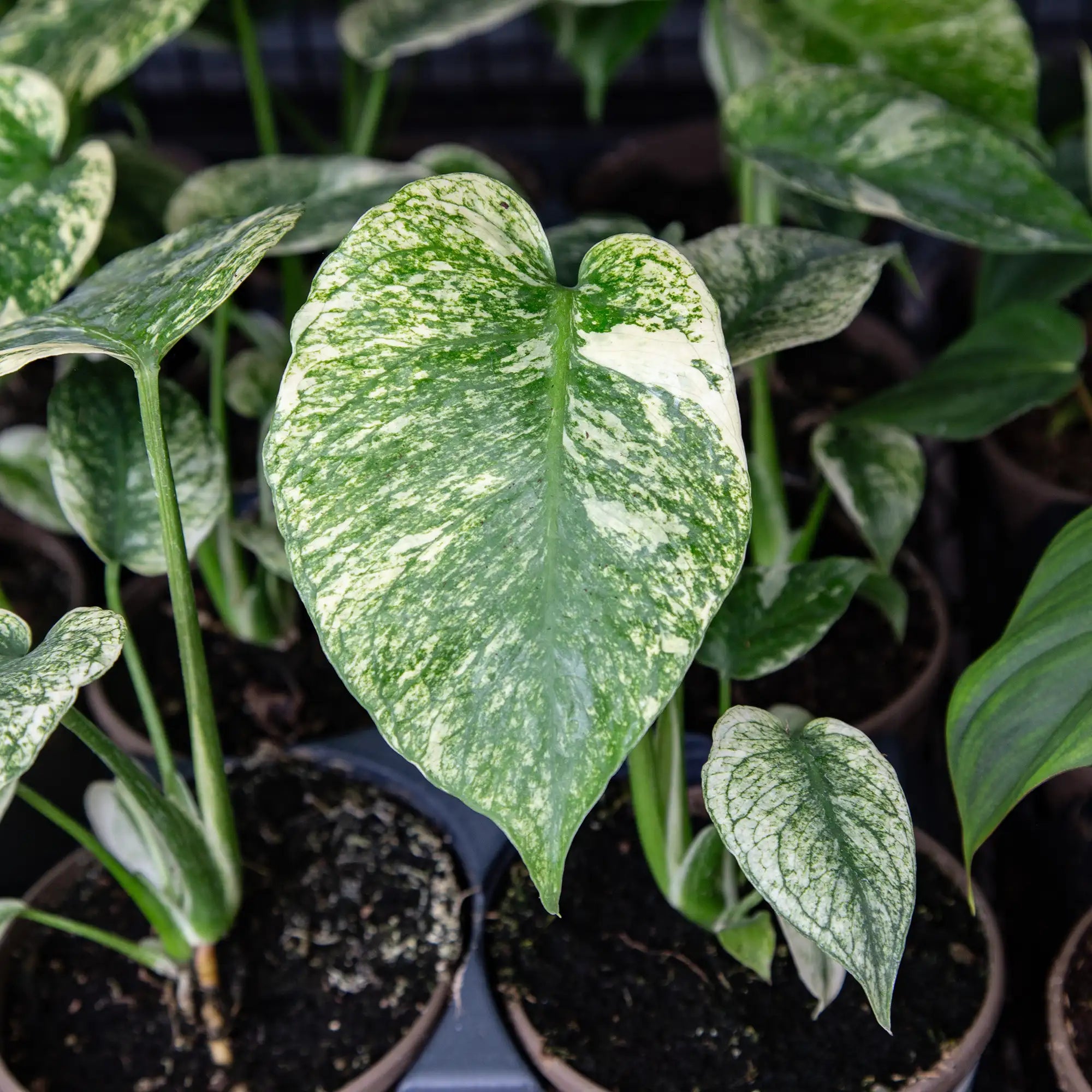 Monstera 'Mint Variegata'