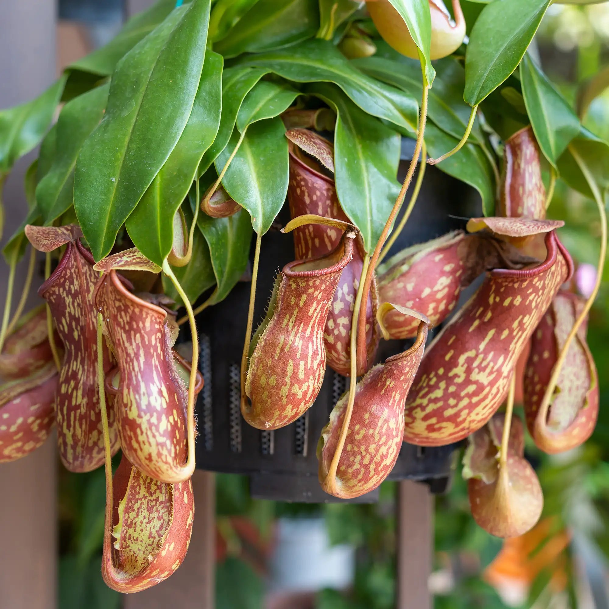 A close-up of a hanging pitcher plant with multiple reddish-brown and yellow pitcher traps surrounded by green leaves, suspended in a black hanging pot.