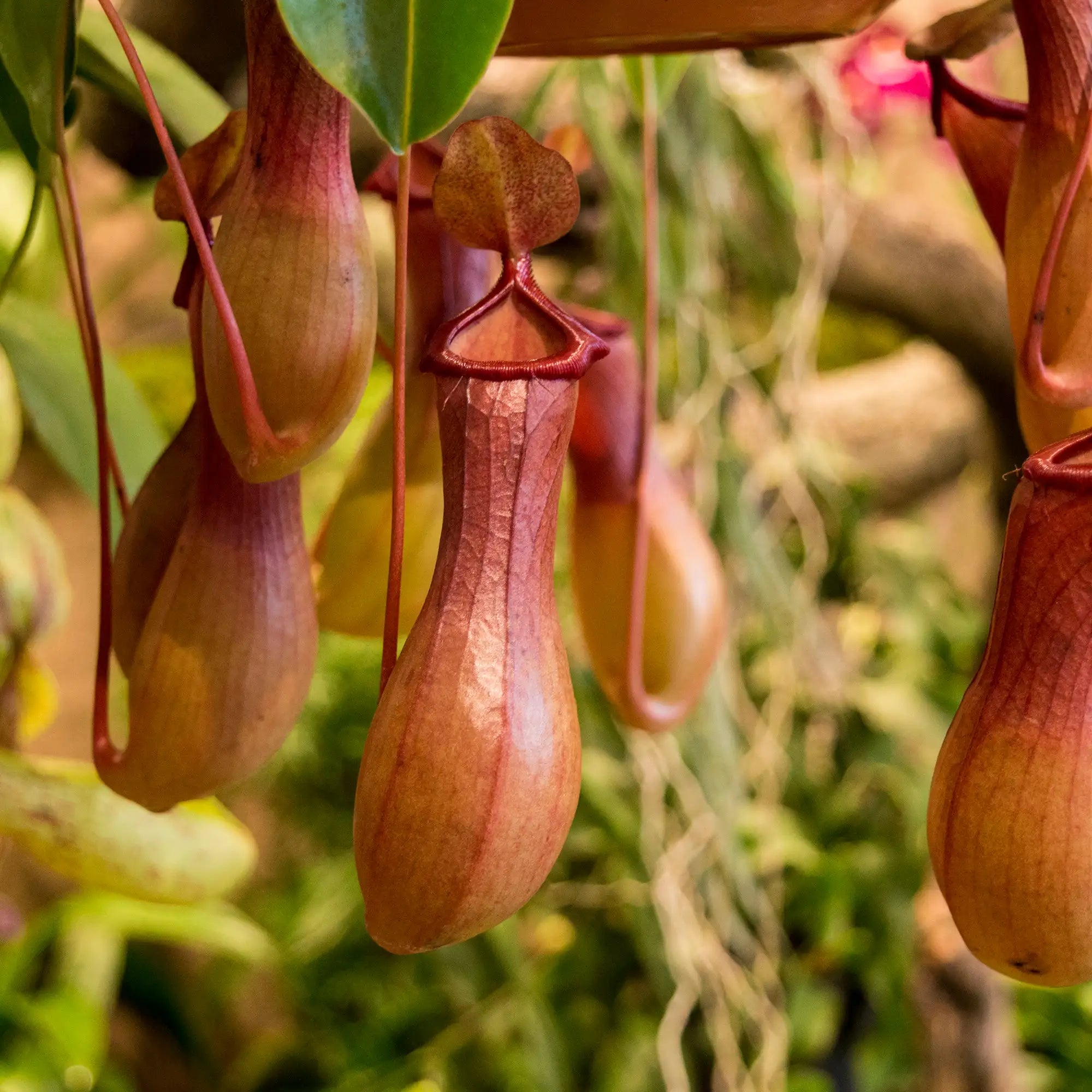 Close-up of several pitcher plants hanging from vines, with reddish-brown bulb-shaped traps and green leaves against a soft blurred natural background.