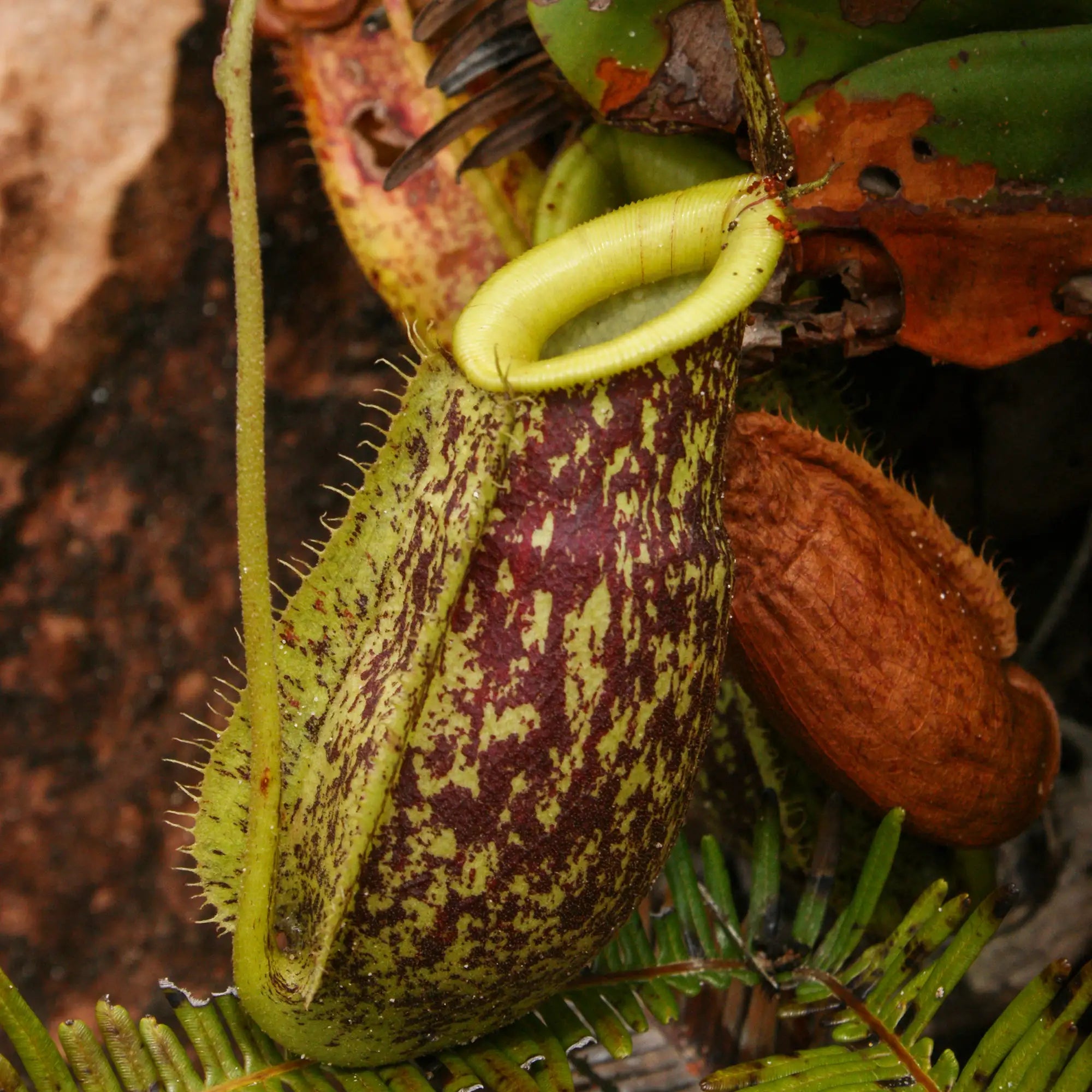 A close-up of a carnivorous pitcher plant with a green and dark reddish-brown mottled body, surrounded by soil and leaves.