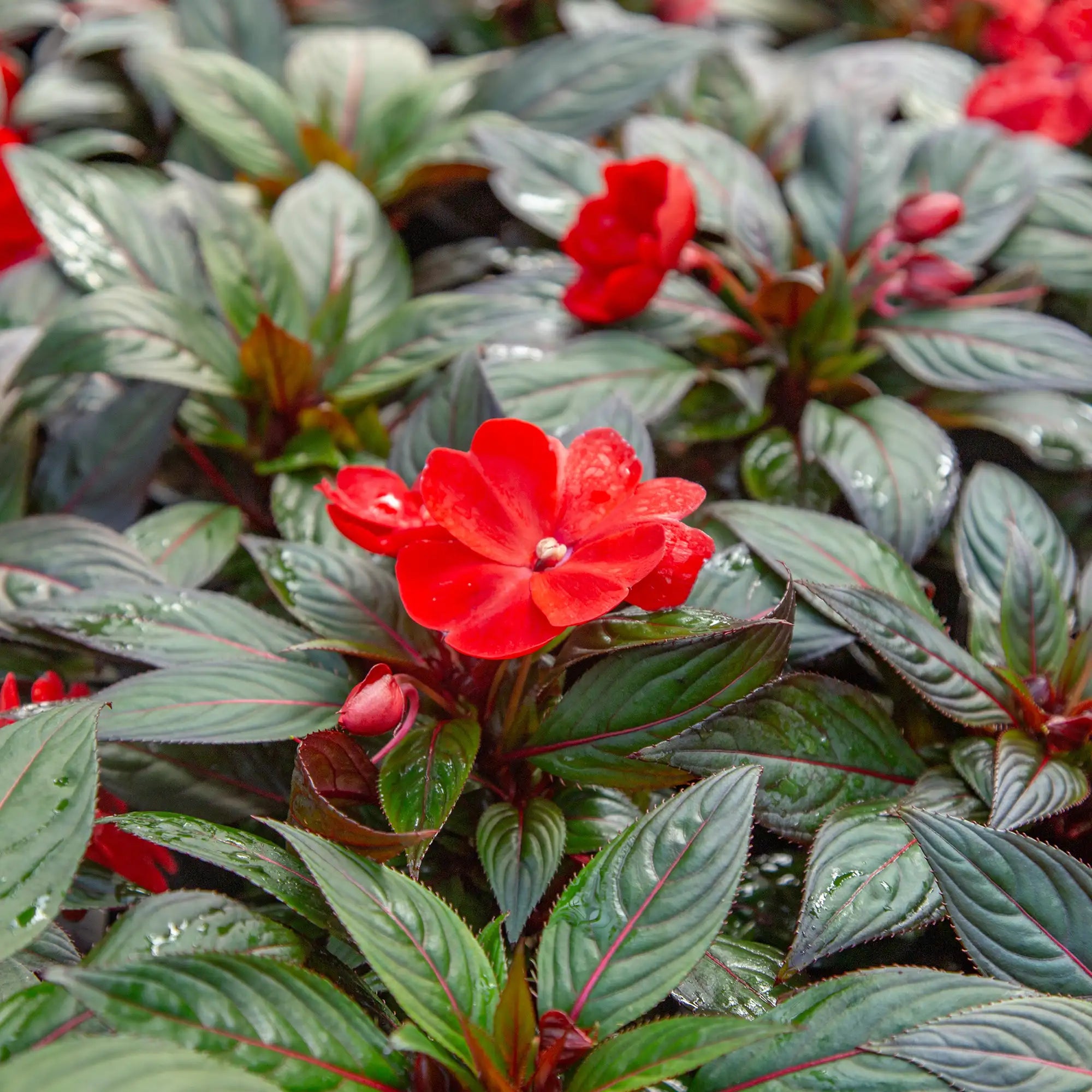 Impatiens New Guinea 'Harmony® Dark Red'
