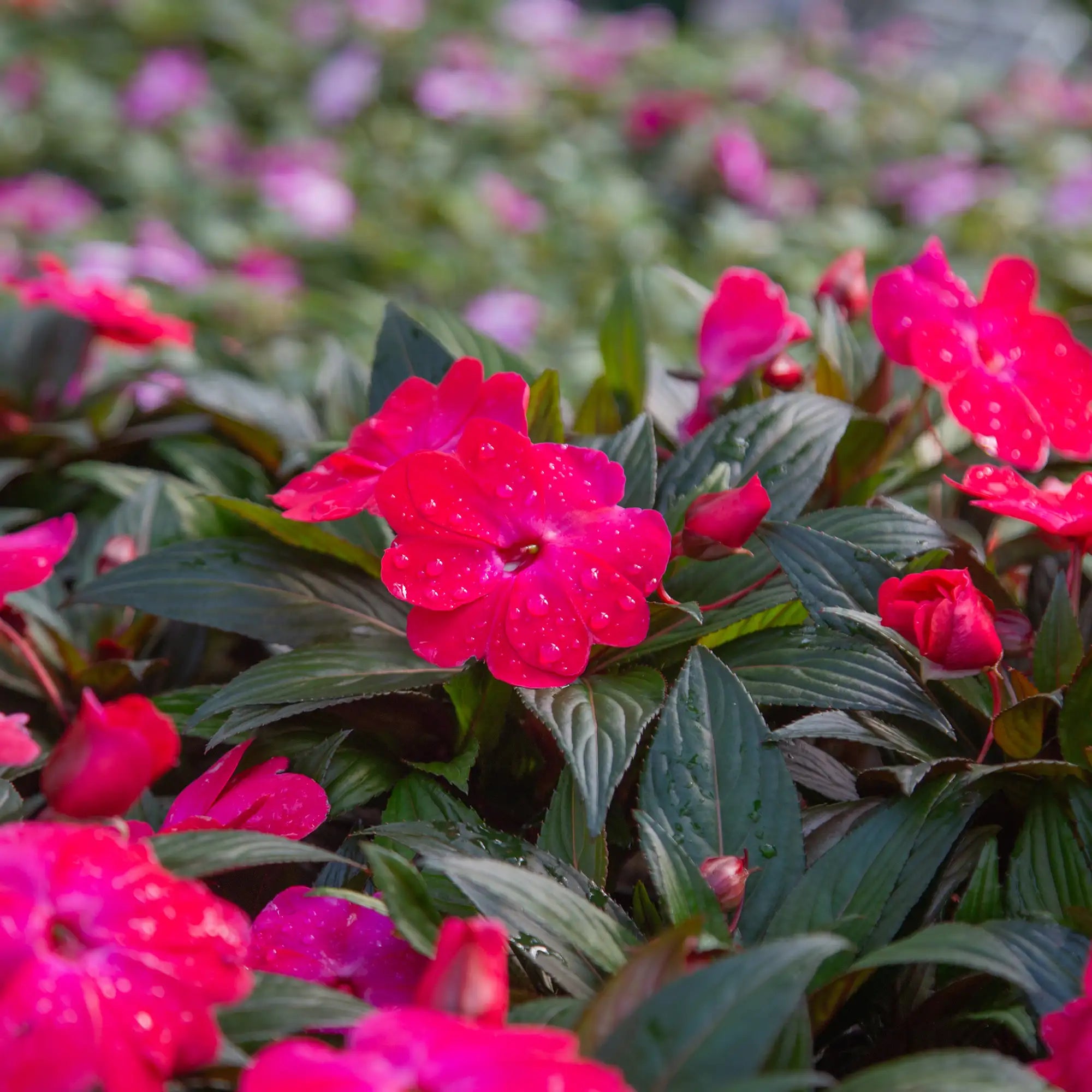 Impatiens New Guinea 'Harmony® Magenta'