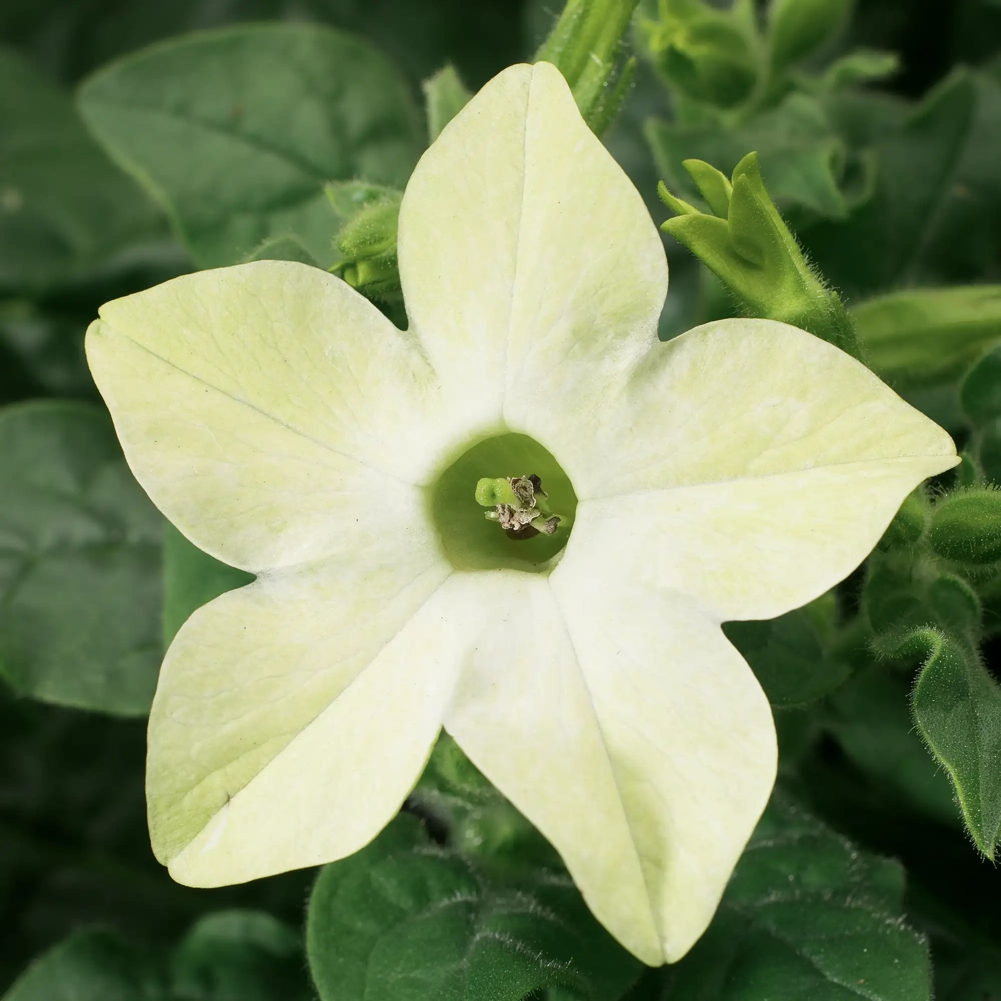 Nicotiana 'Saratoga™ Lime'