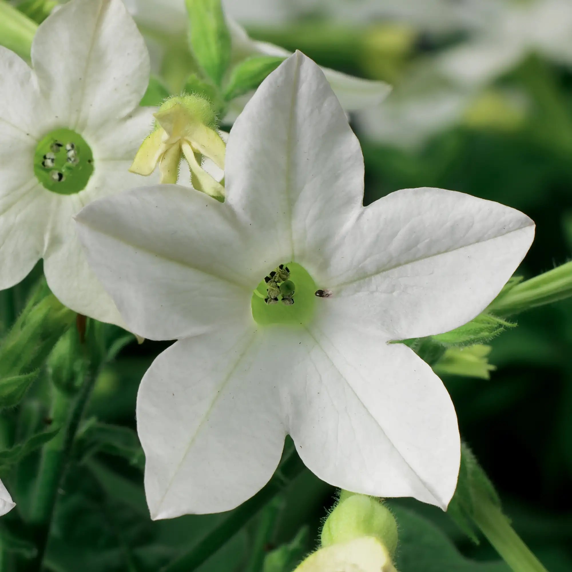 Nicotiana 'Saratoga™ White'