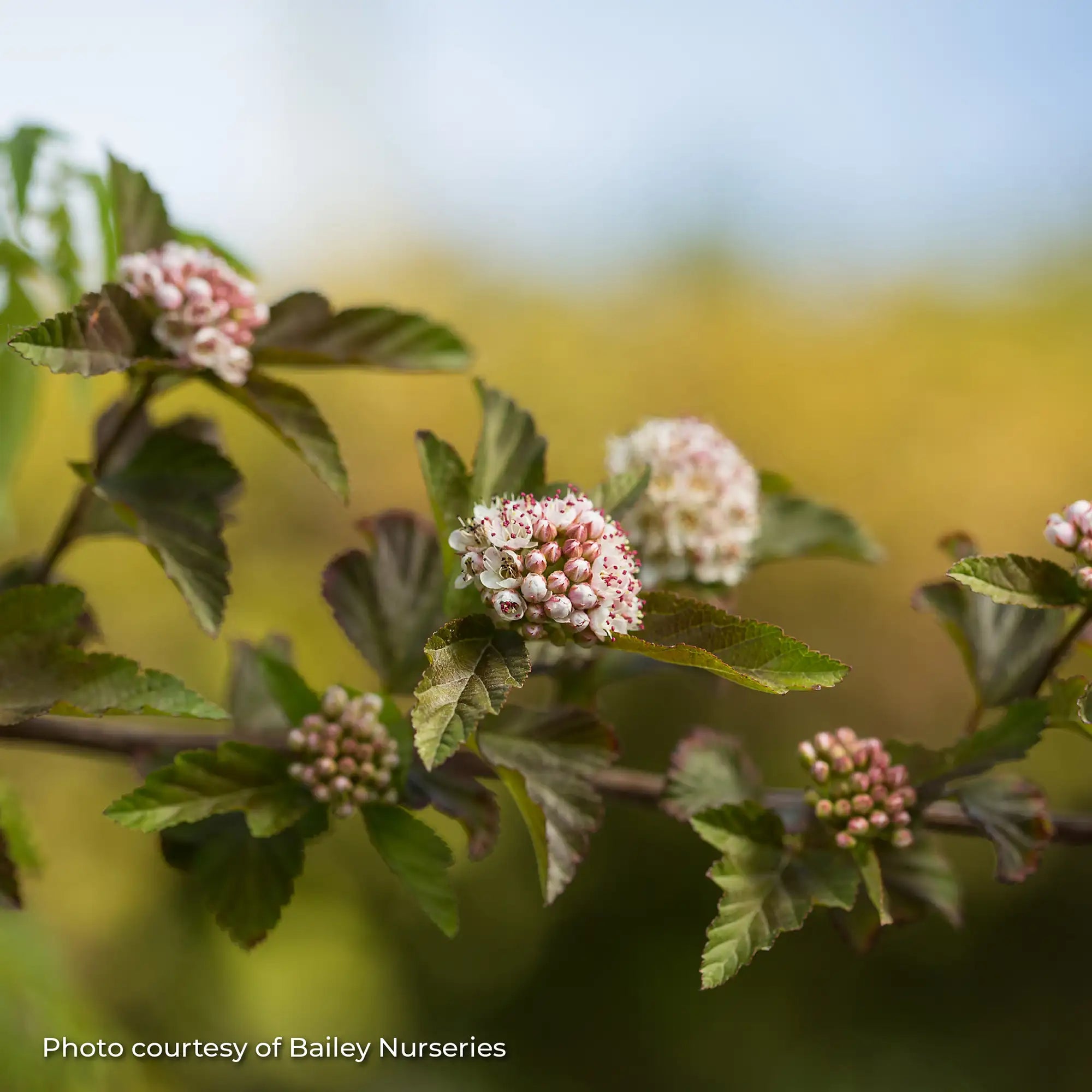 Ninebark 'Amber Jubilee™'