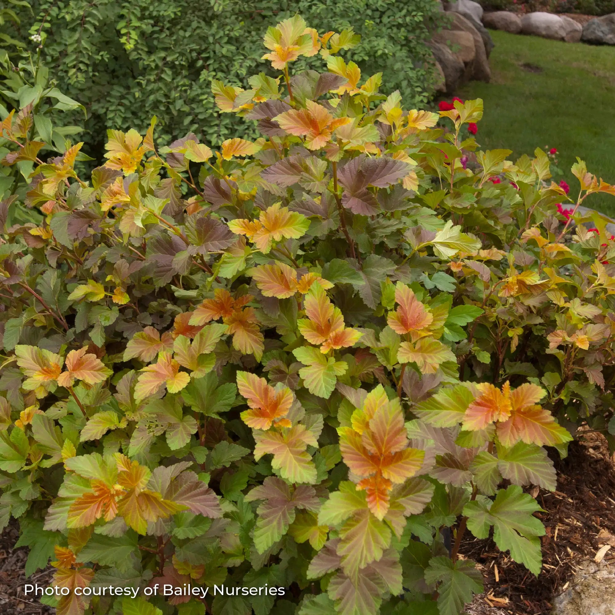 Ninebark 'Amber Jubilee™'