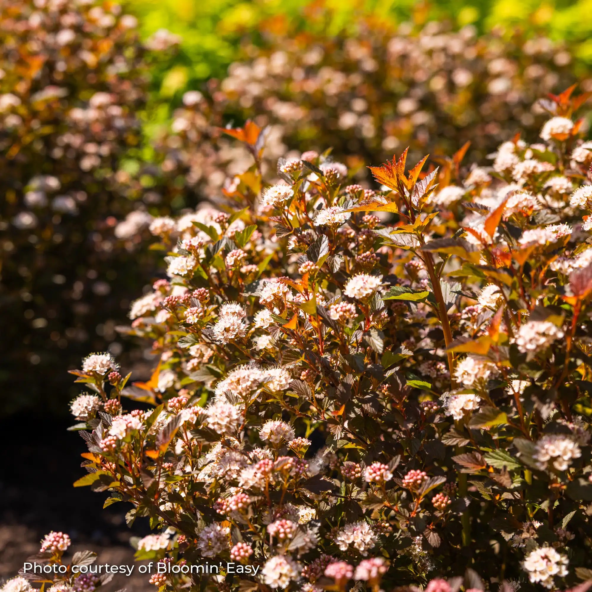 Ninebark 'Calico Kitty™'