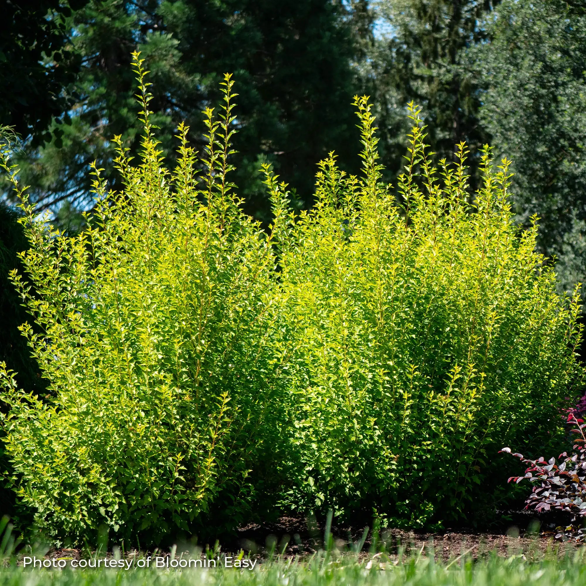Ninebark 'Cougar Cub™'