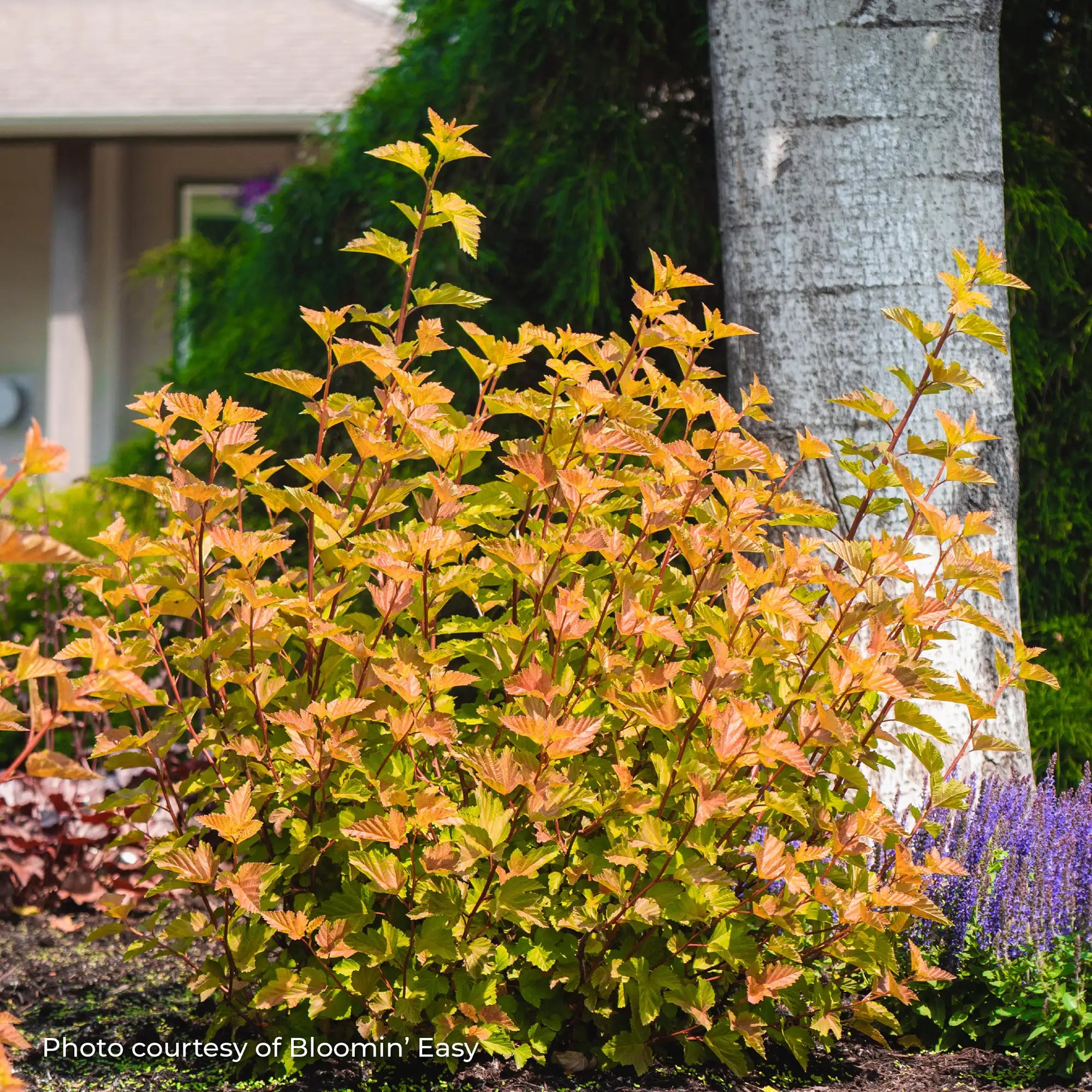Ninebark 'Savannah Sunset™'