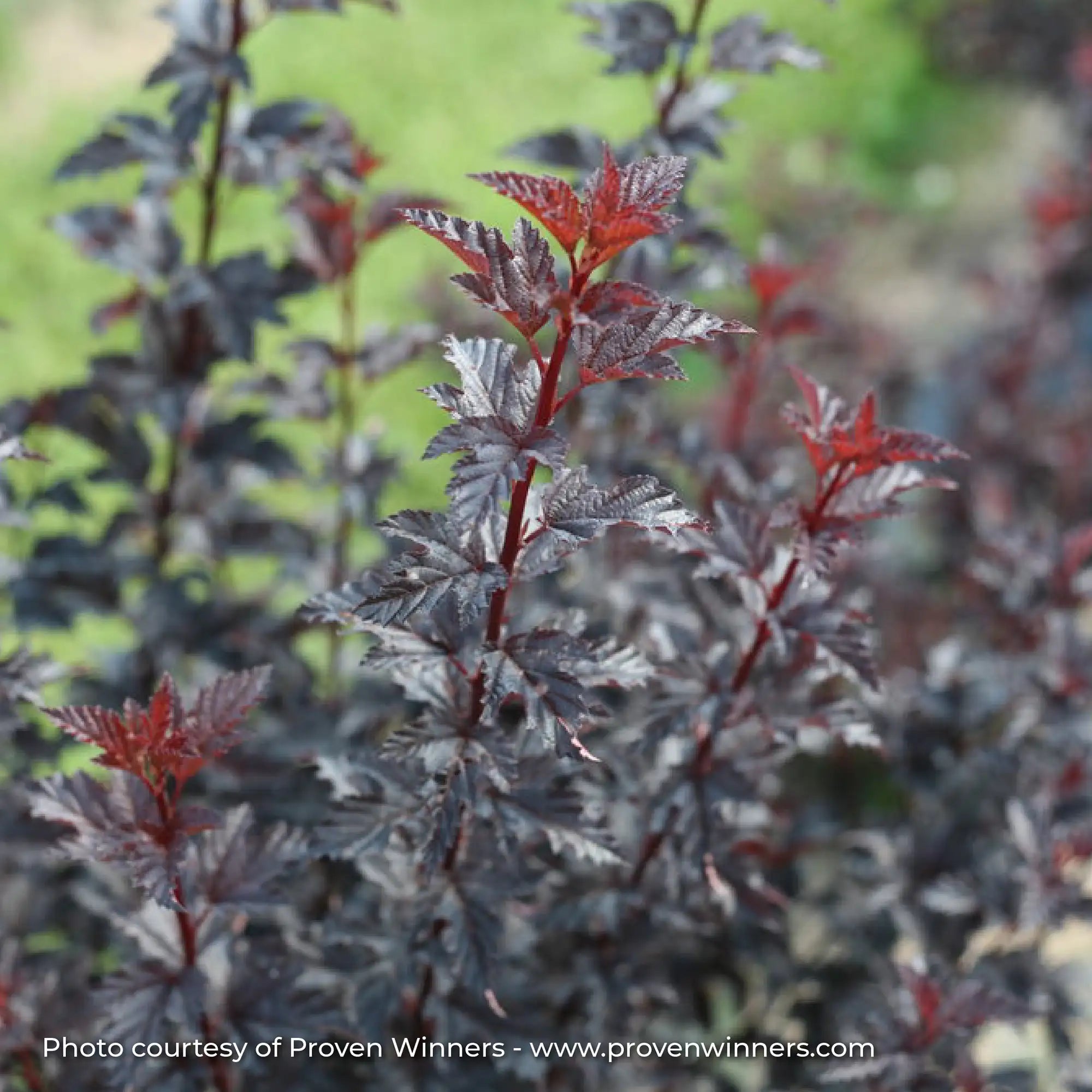 Ninebark 'Summer Wine® Black'