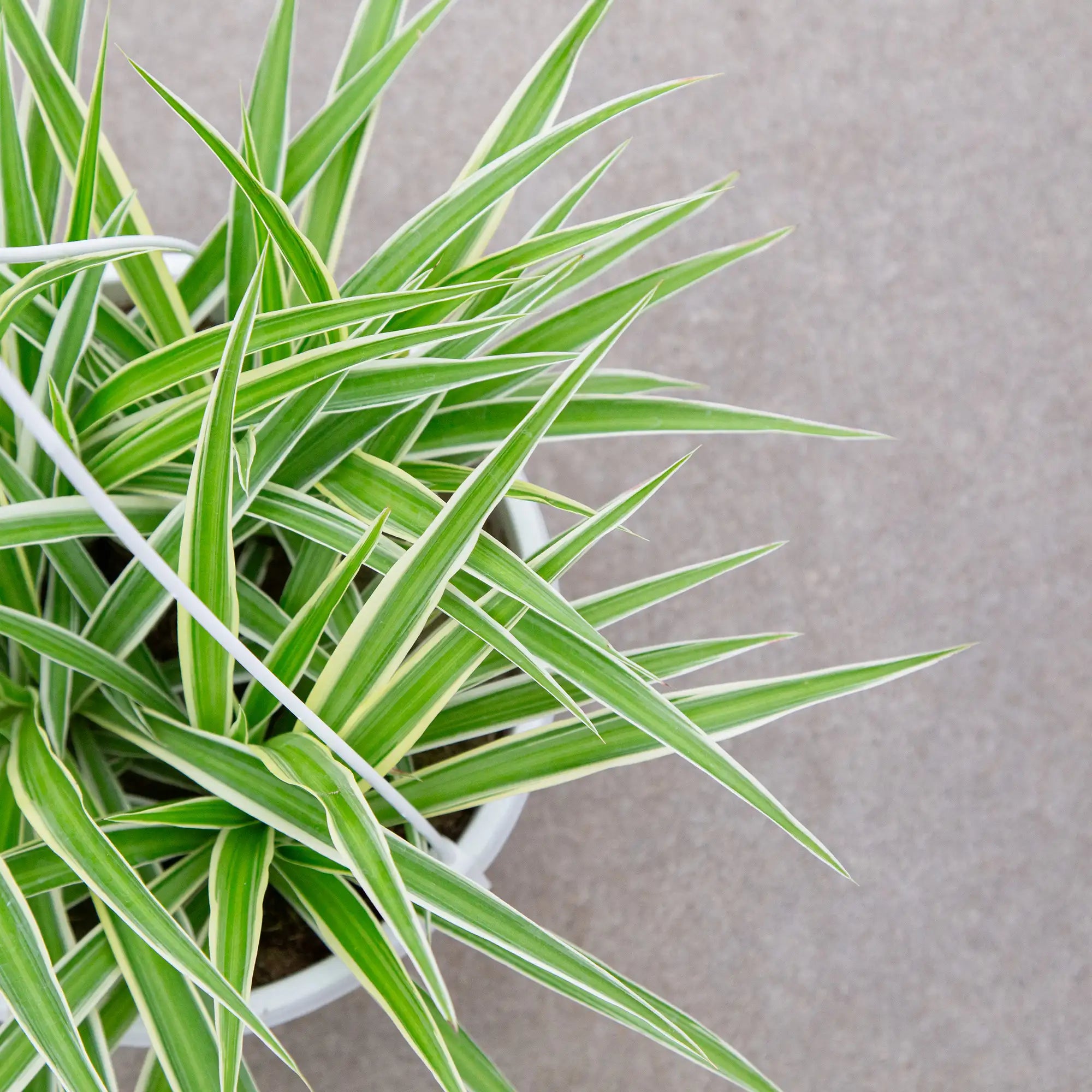 Spider Plant 'Ocean'