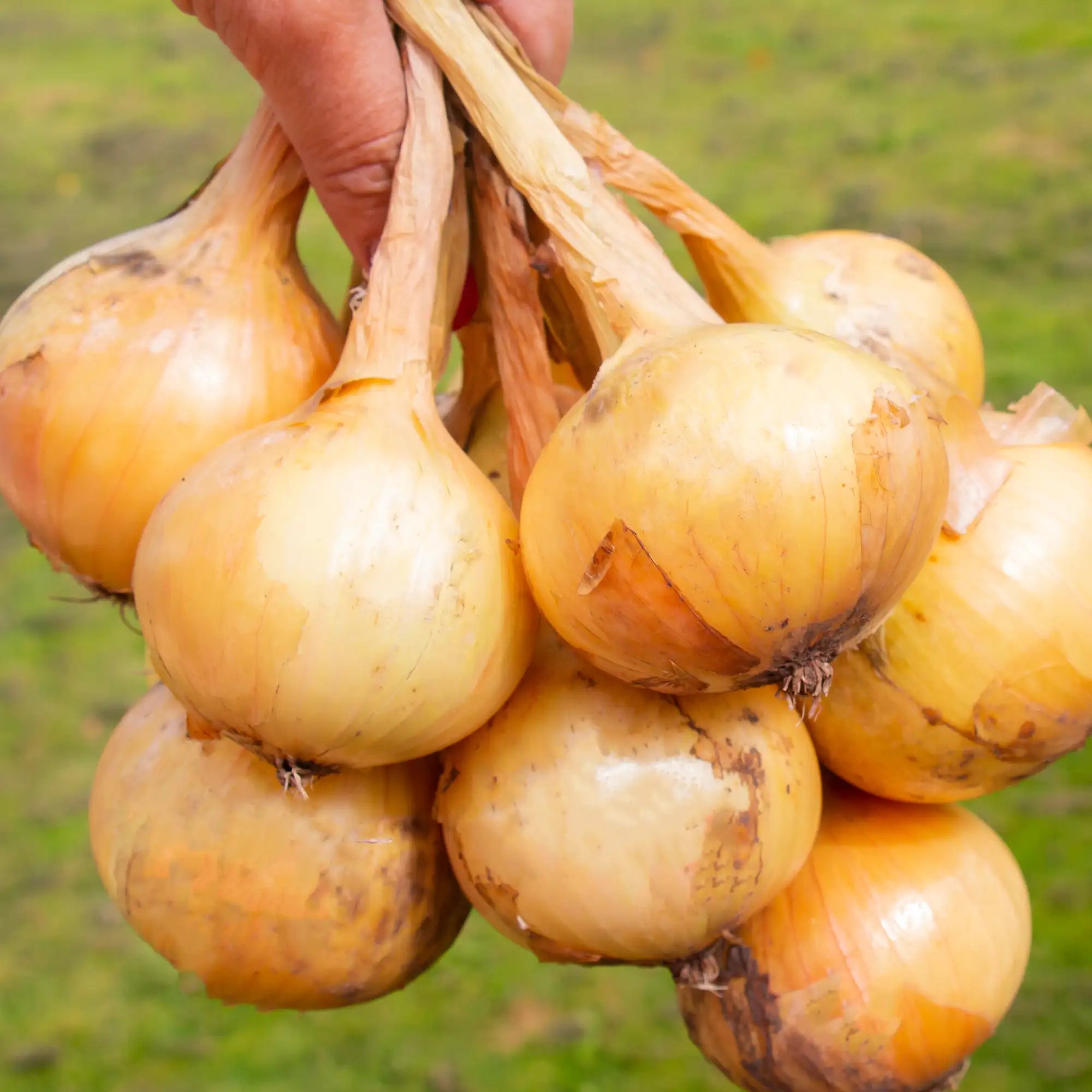 Onion Yellow Sweet/Spanish