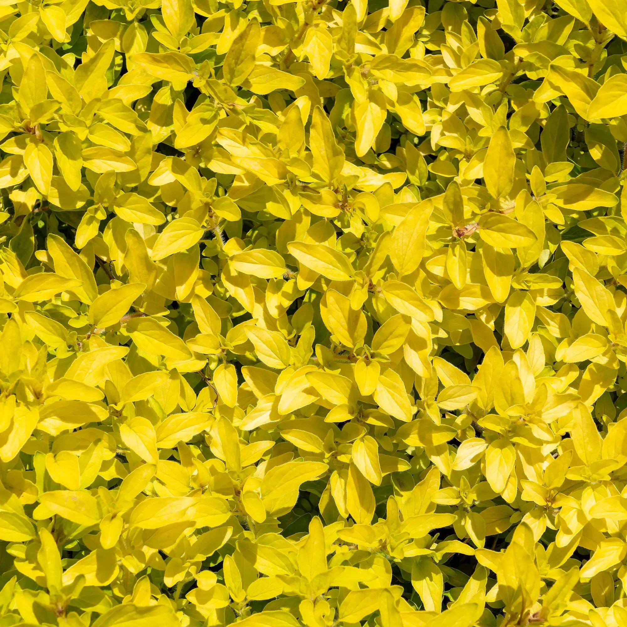 Close-up of bright yellow leaves of golden oregano planted in the garden