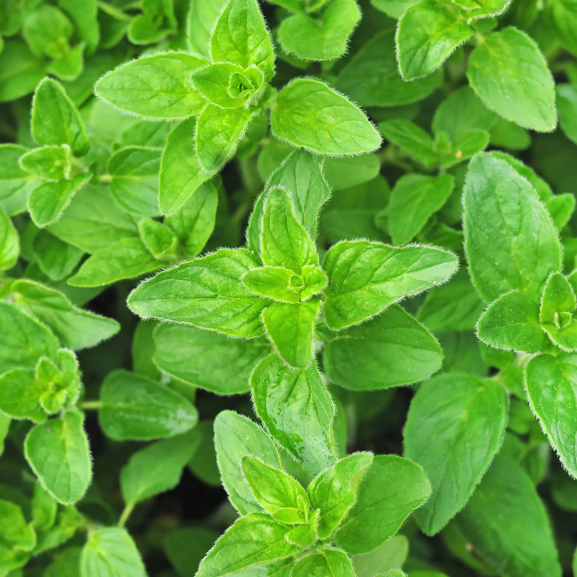 Close-up of green greek oregano leaves on a plant