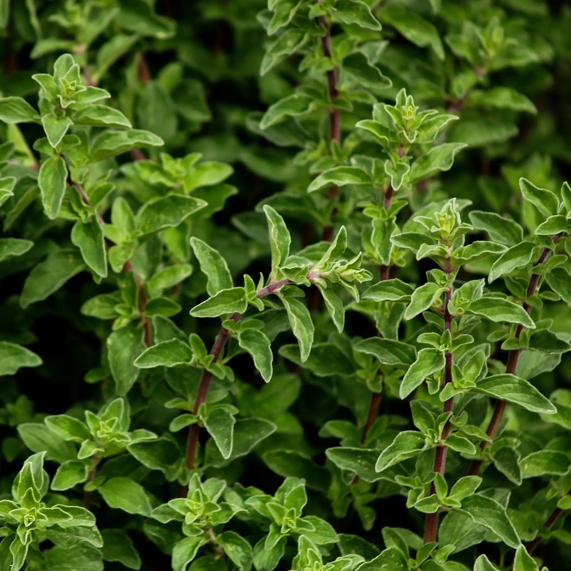 Close-up of green italian oregano plants with red stems on a dark background