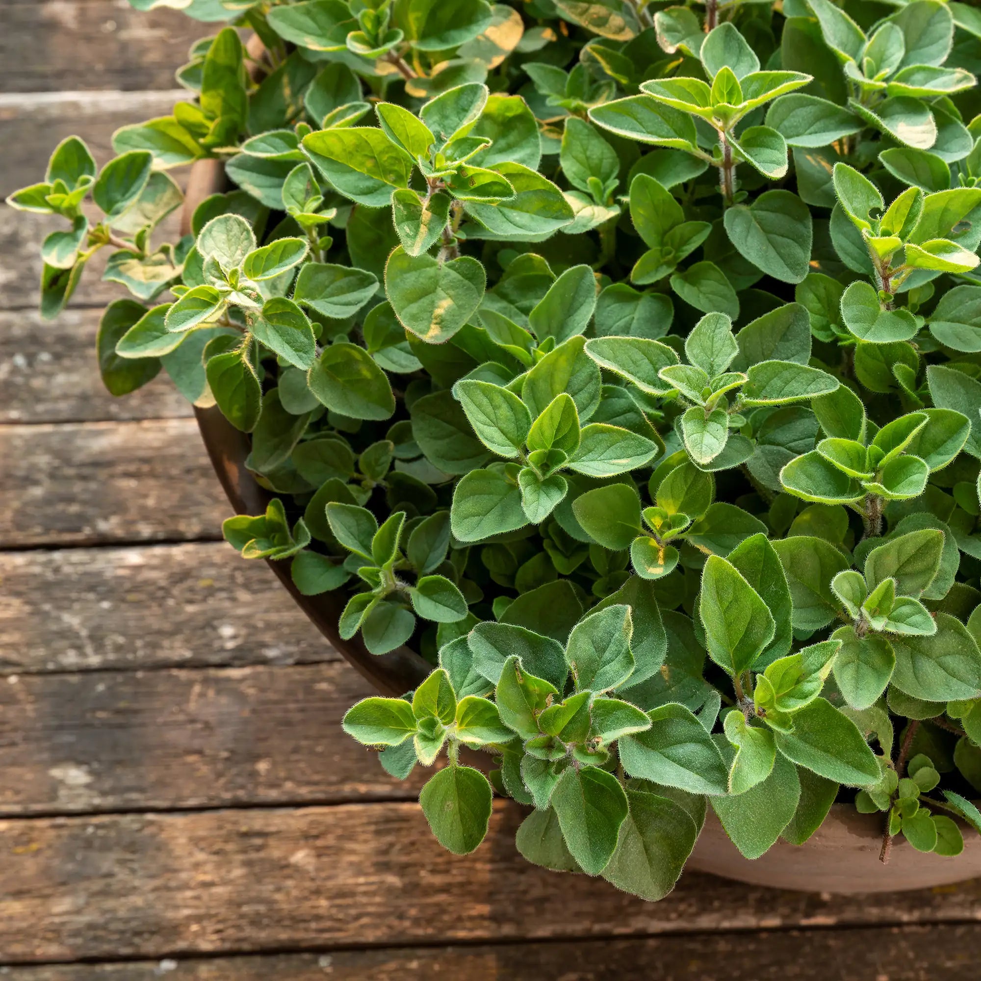 Oregano plant growing in a pot